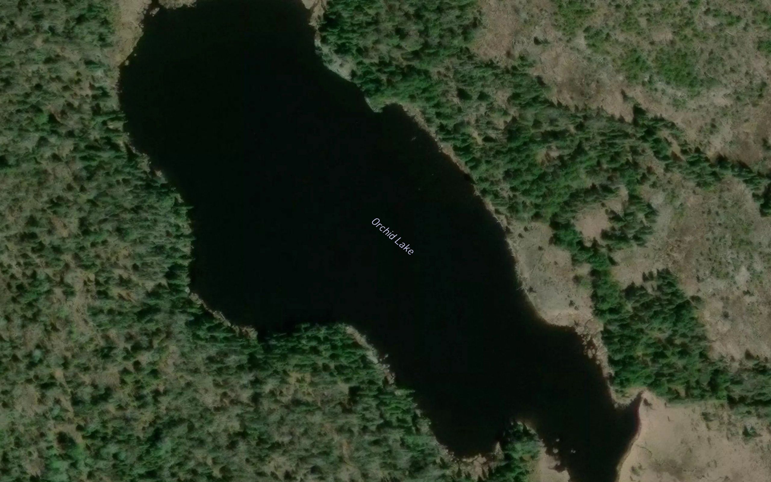Orchid Lake