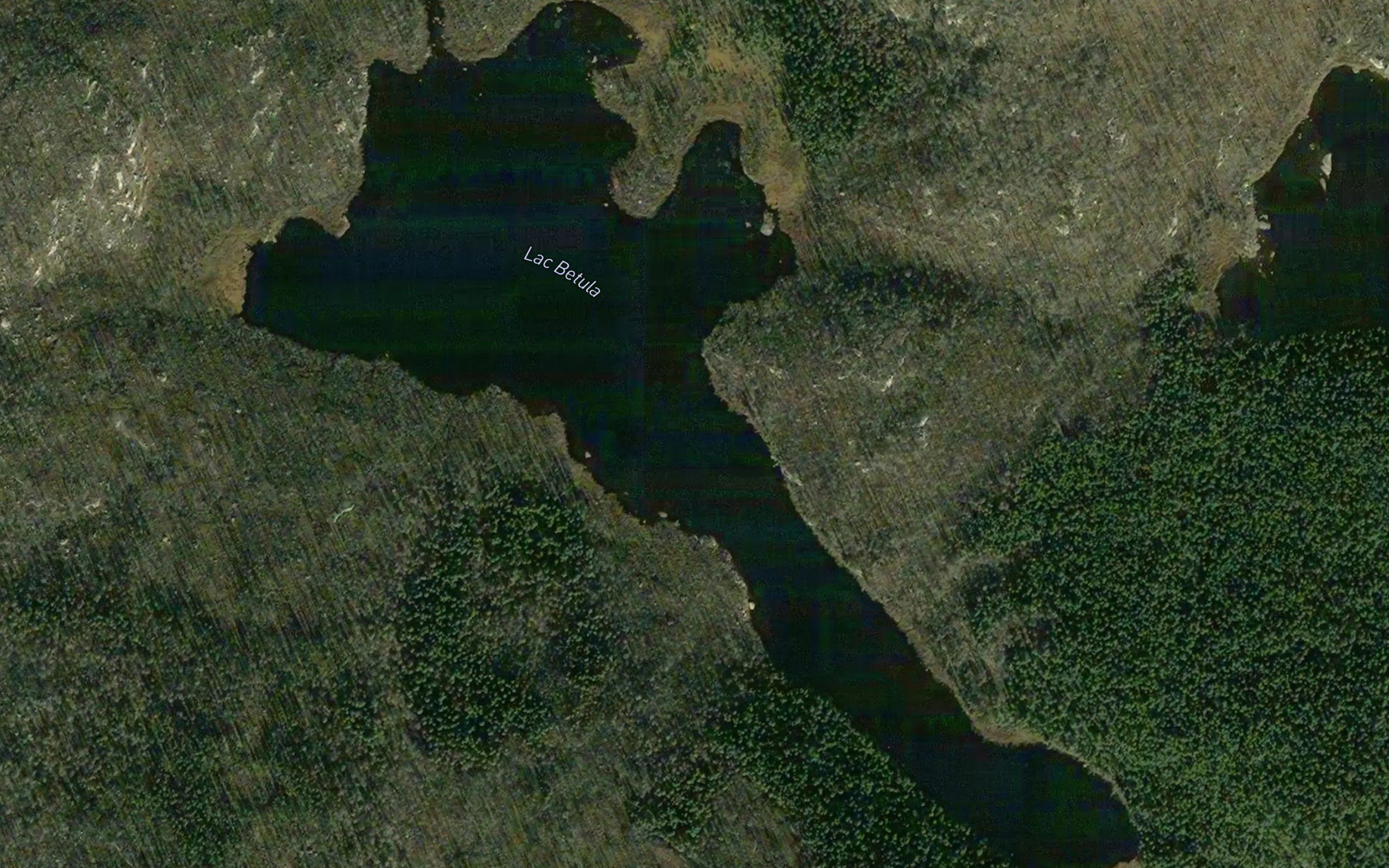 Lac Betula