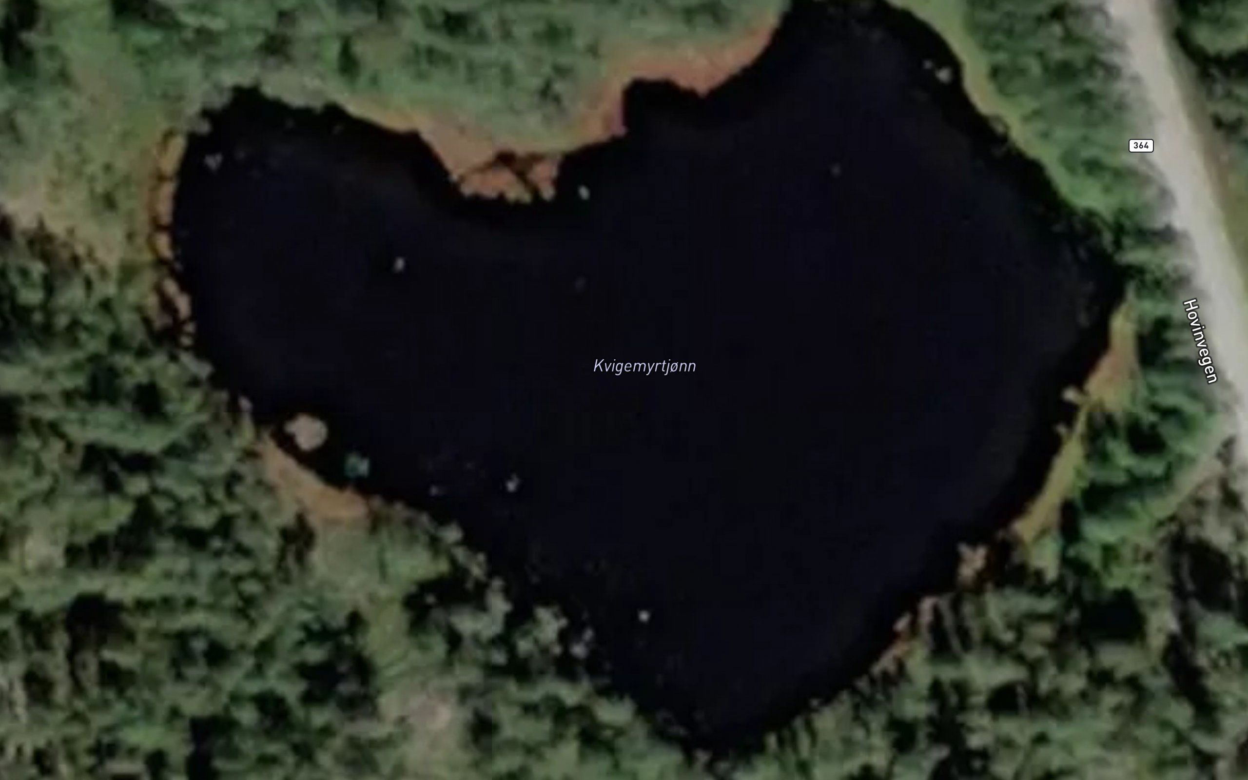 Kvigemyrtjonn