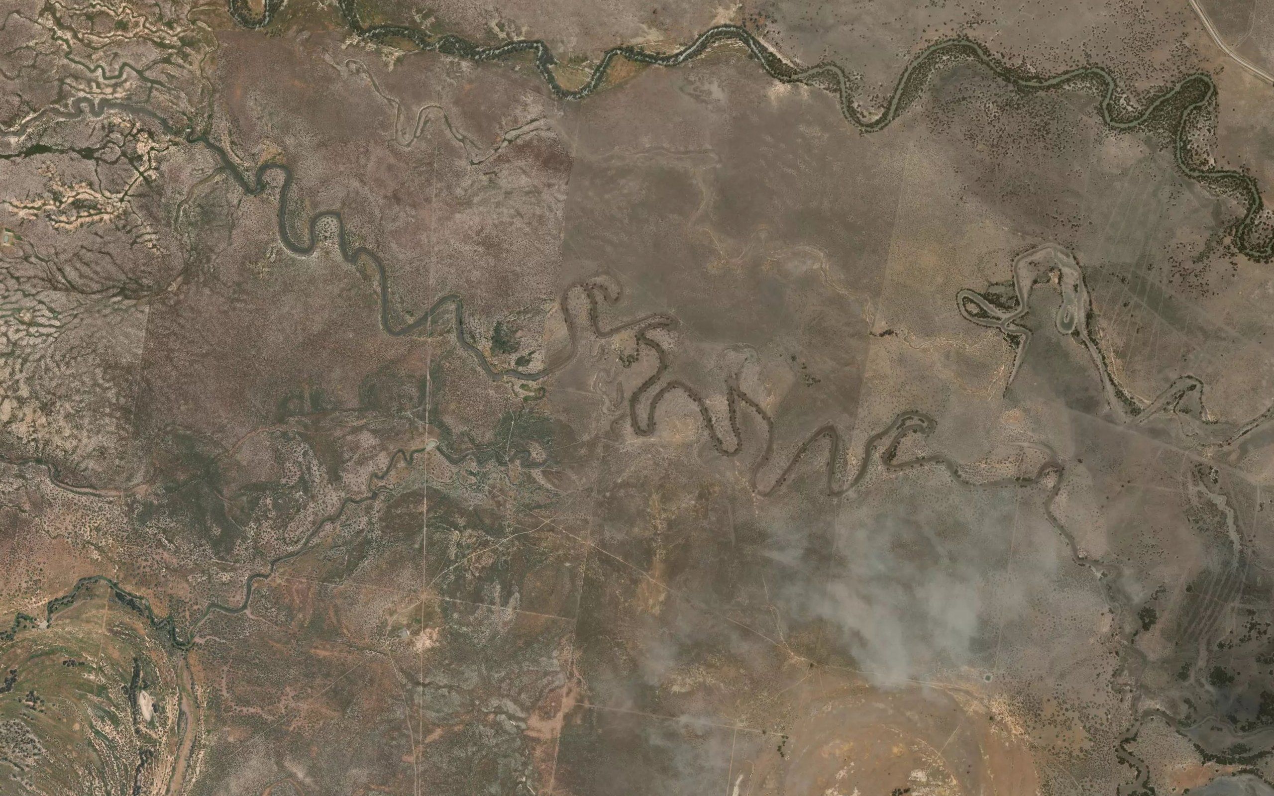 Forest Anabranch