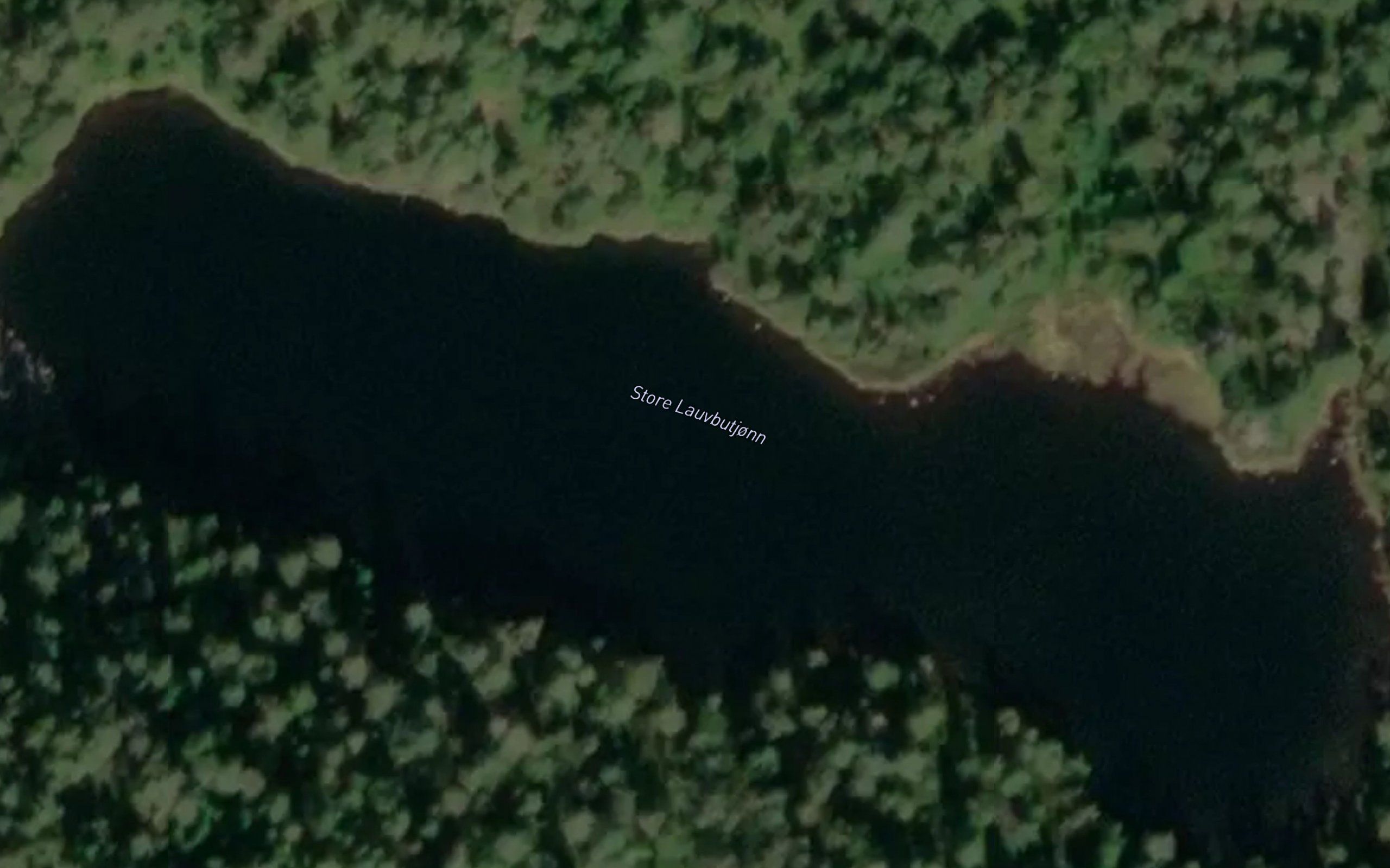Store Lauvbutjonn