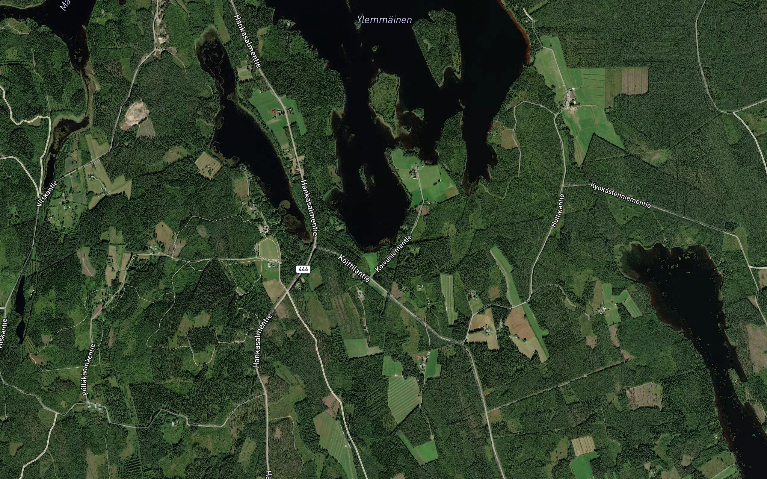 Koivupuru