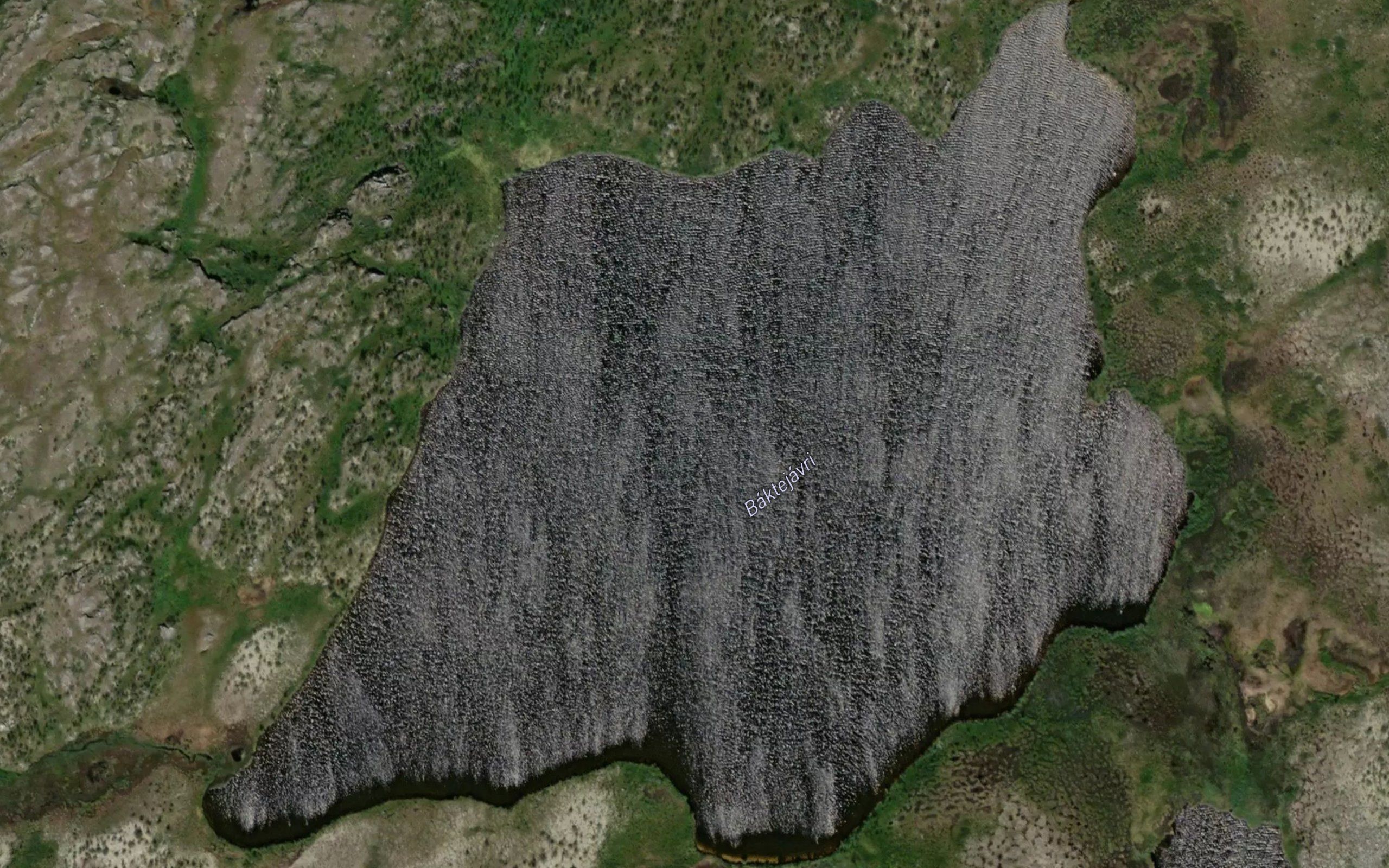 Baktejavri
