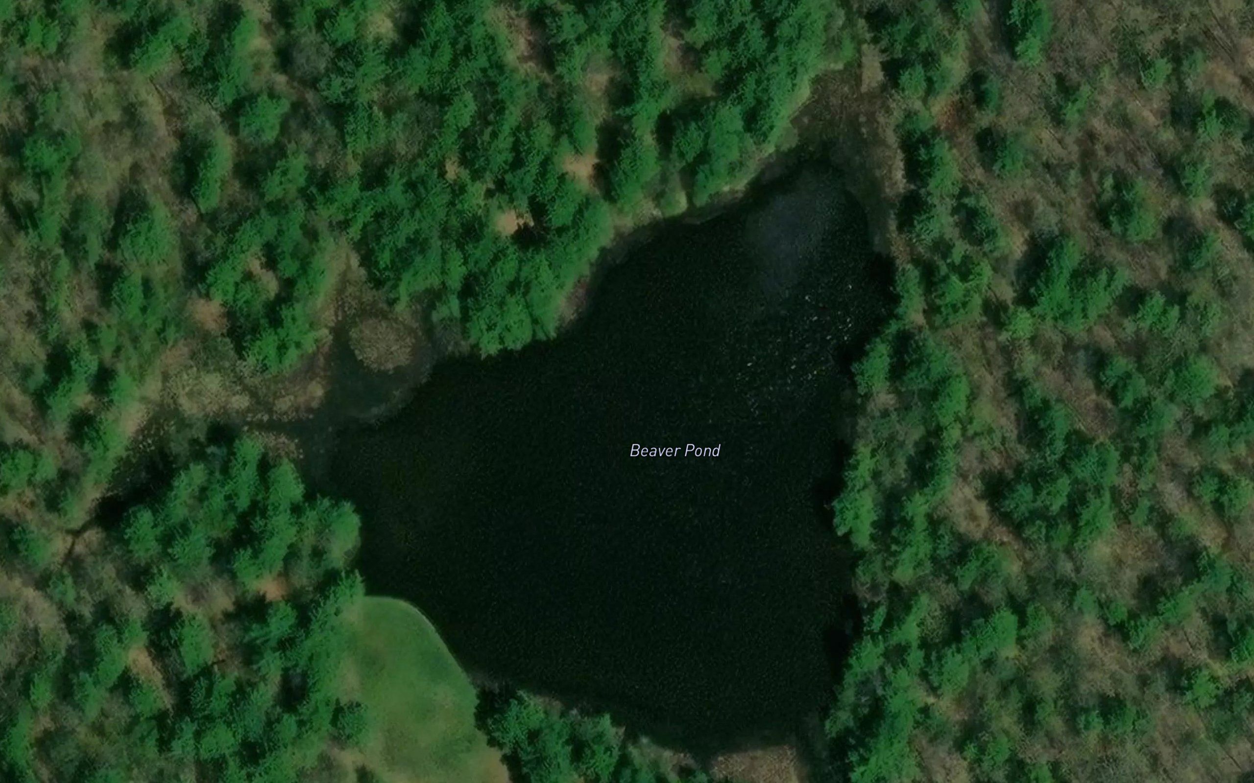 Beaver Pond