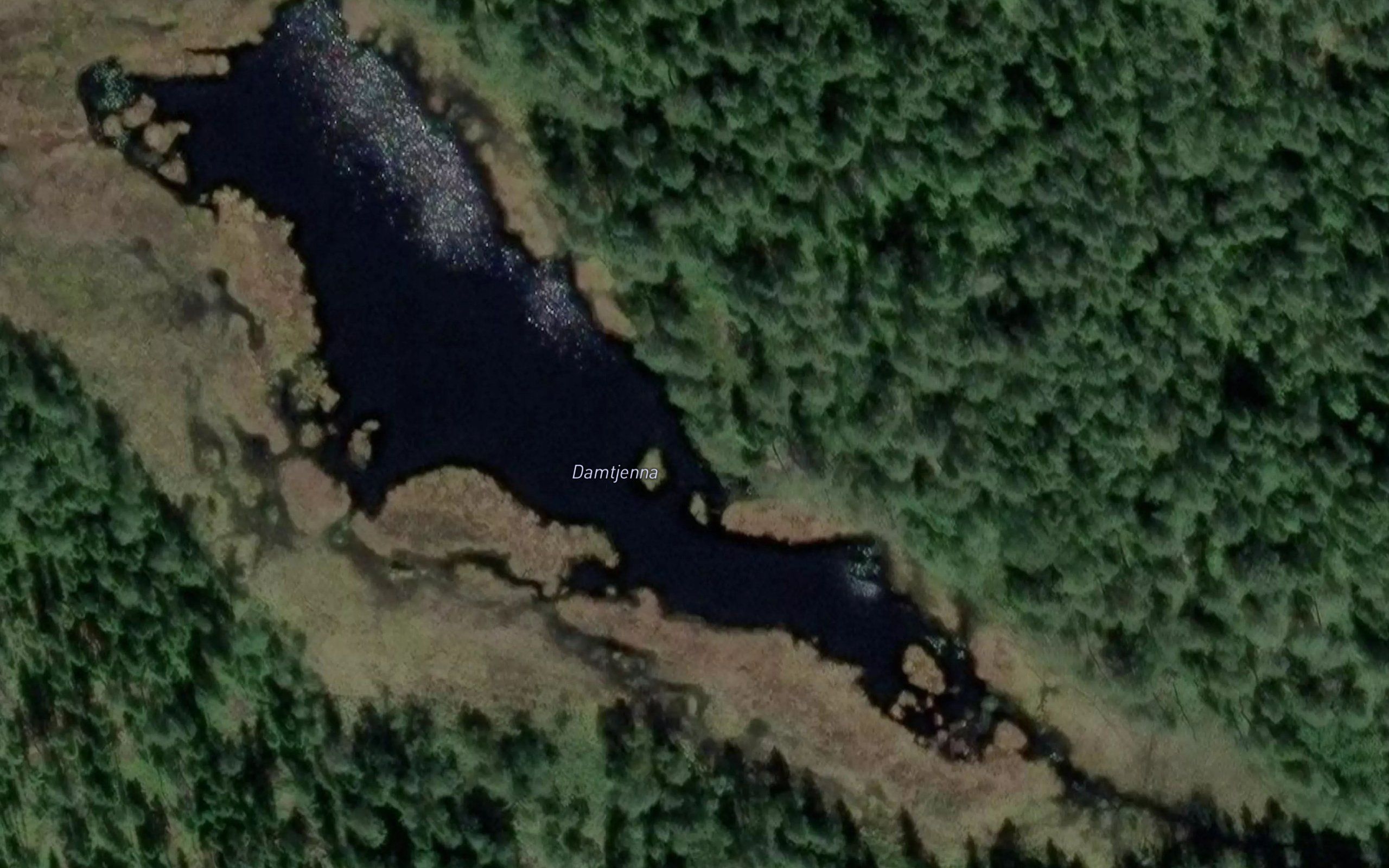 Damtjerna