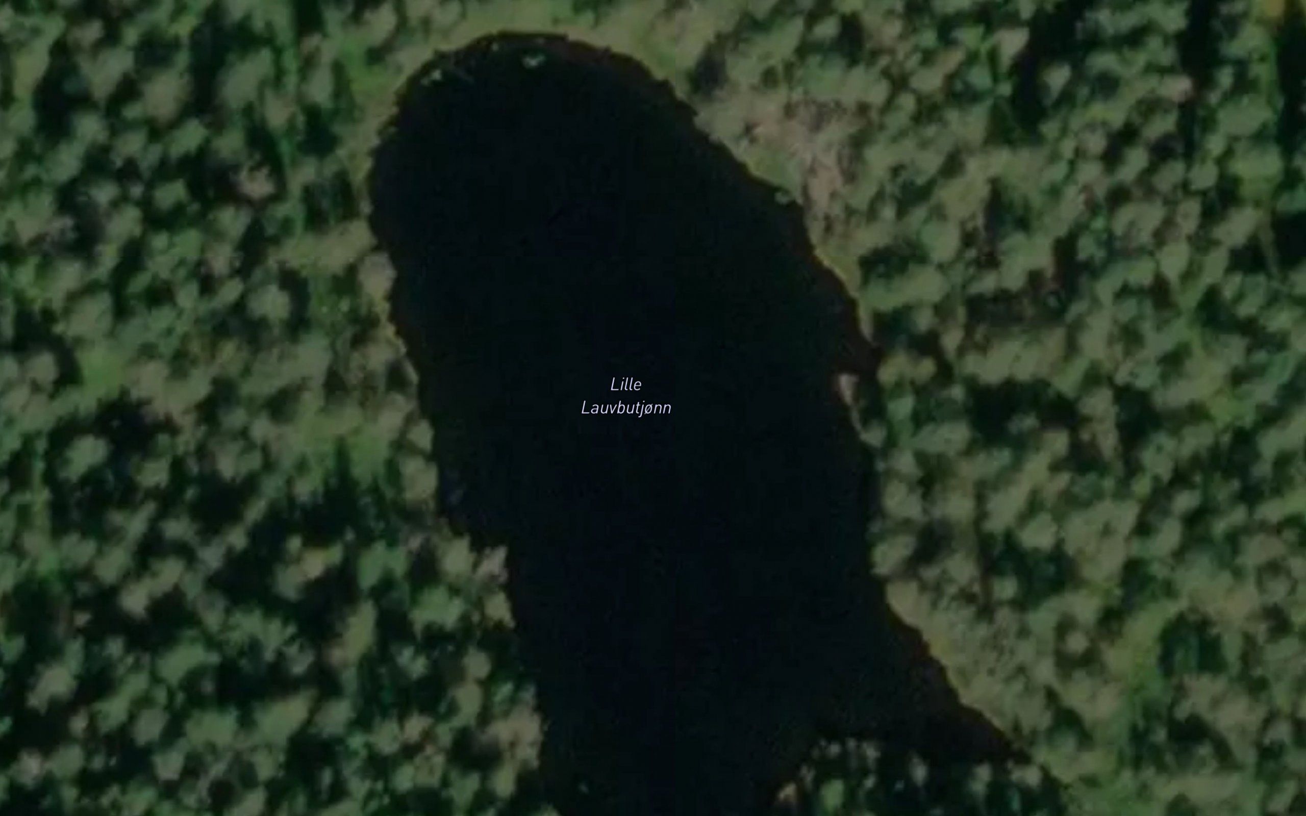 Lille Lauvbutjonn
