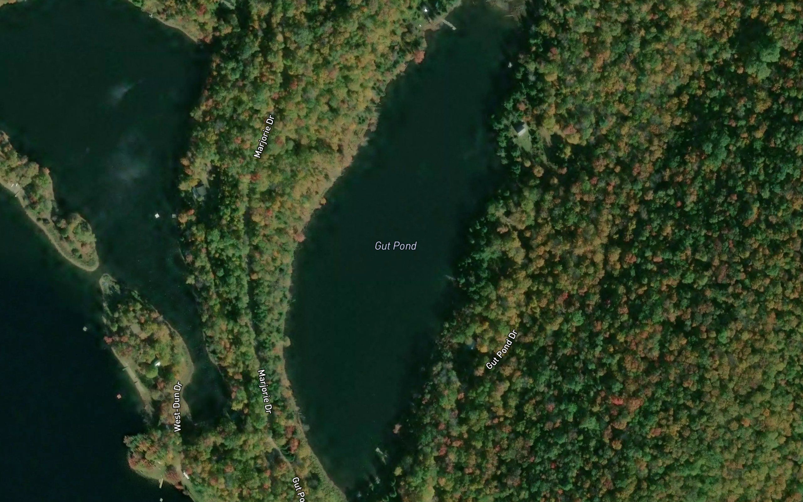 Gut Pond