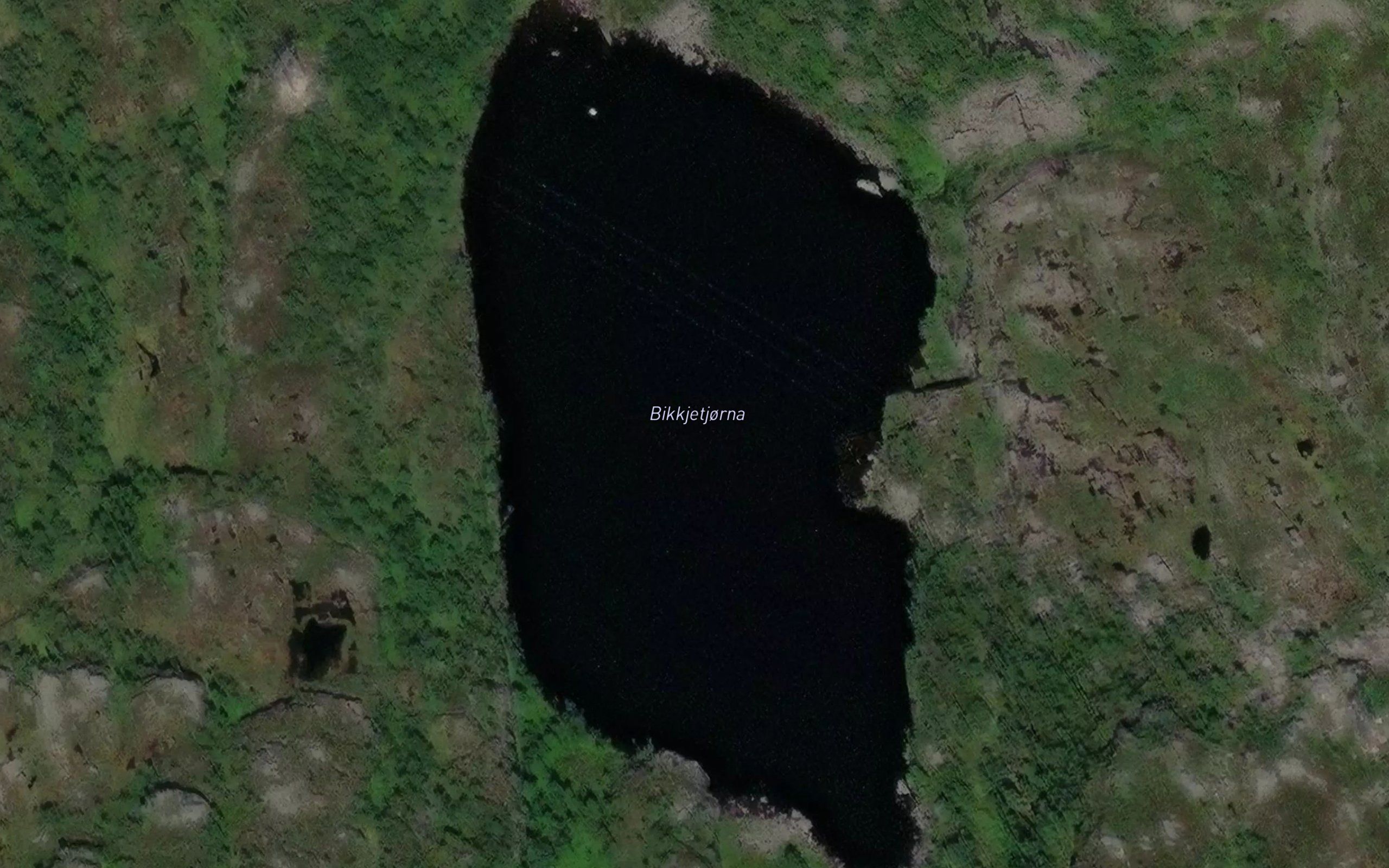 Bikkjetjorna