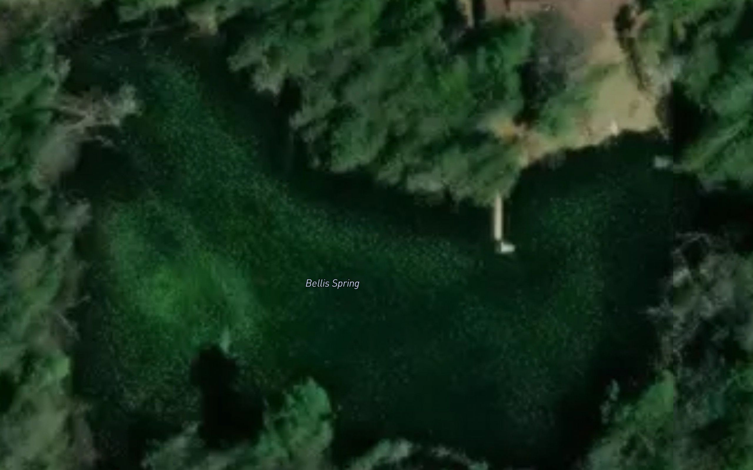 Bellis Spring