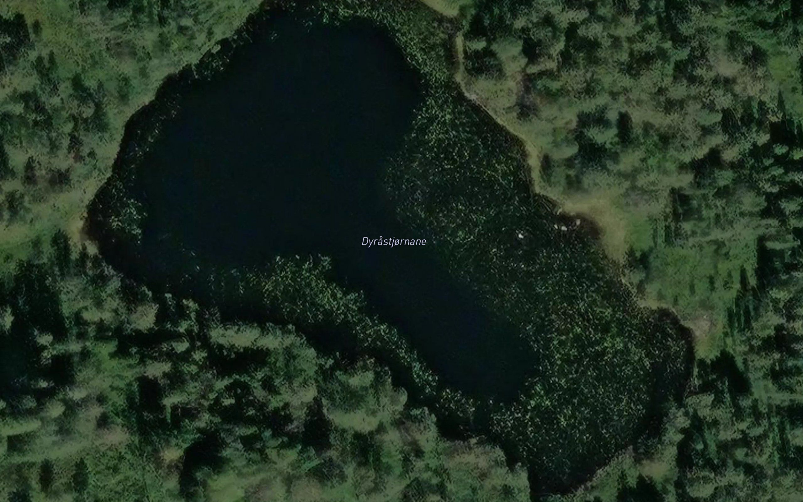 Store Dyrastjonn