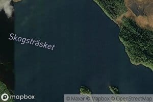 Skogtrasket