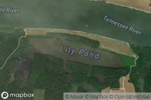 Lily Pond