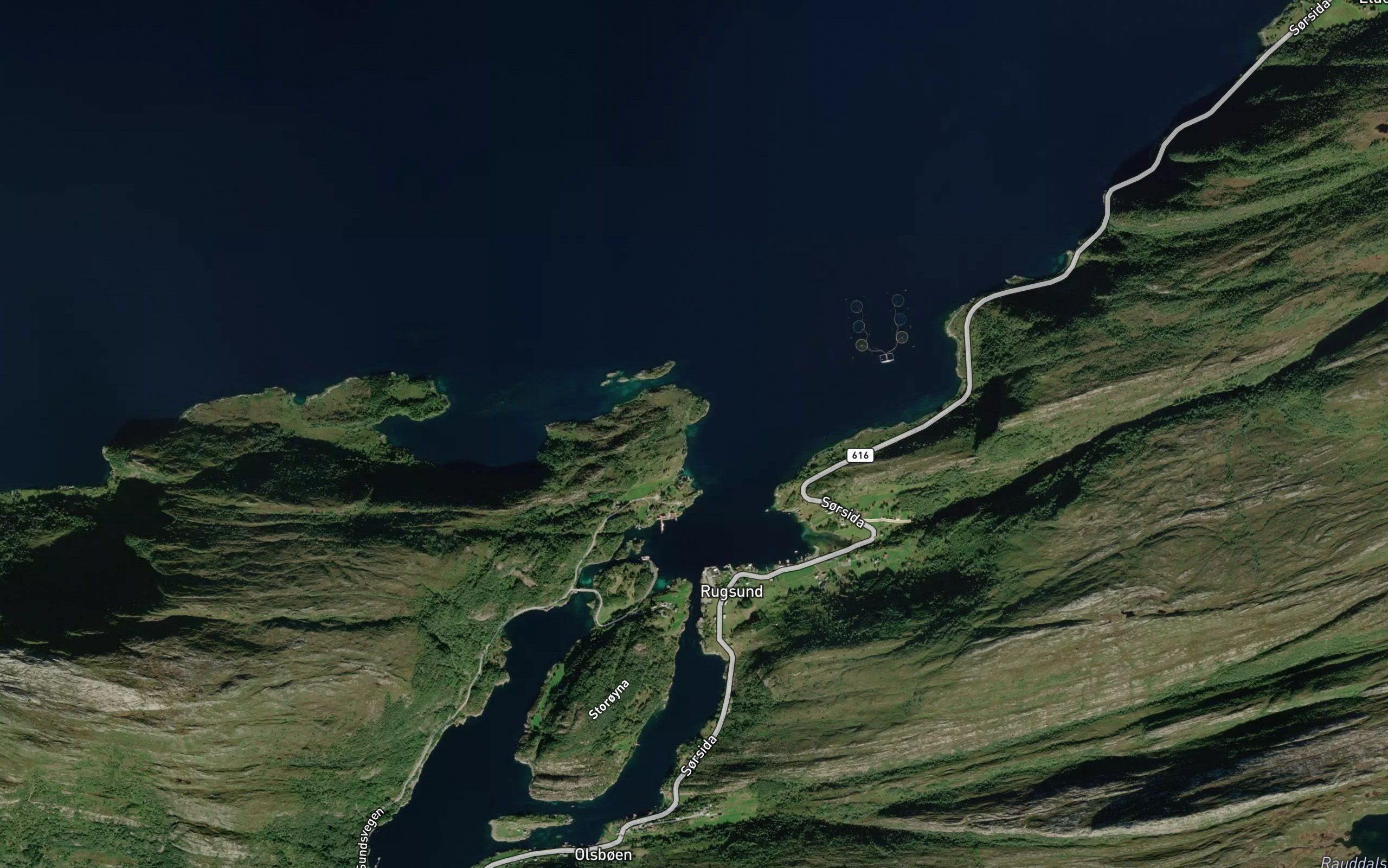 Grisevika