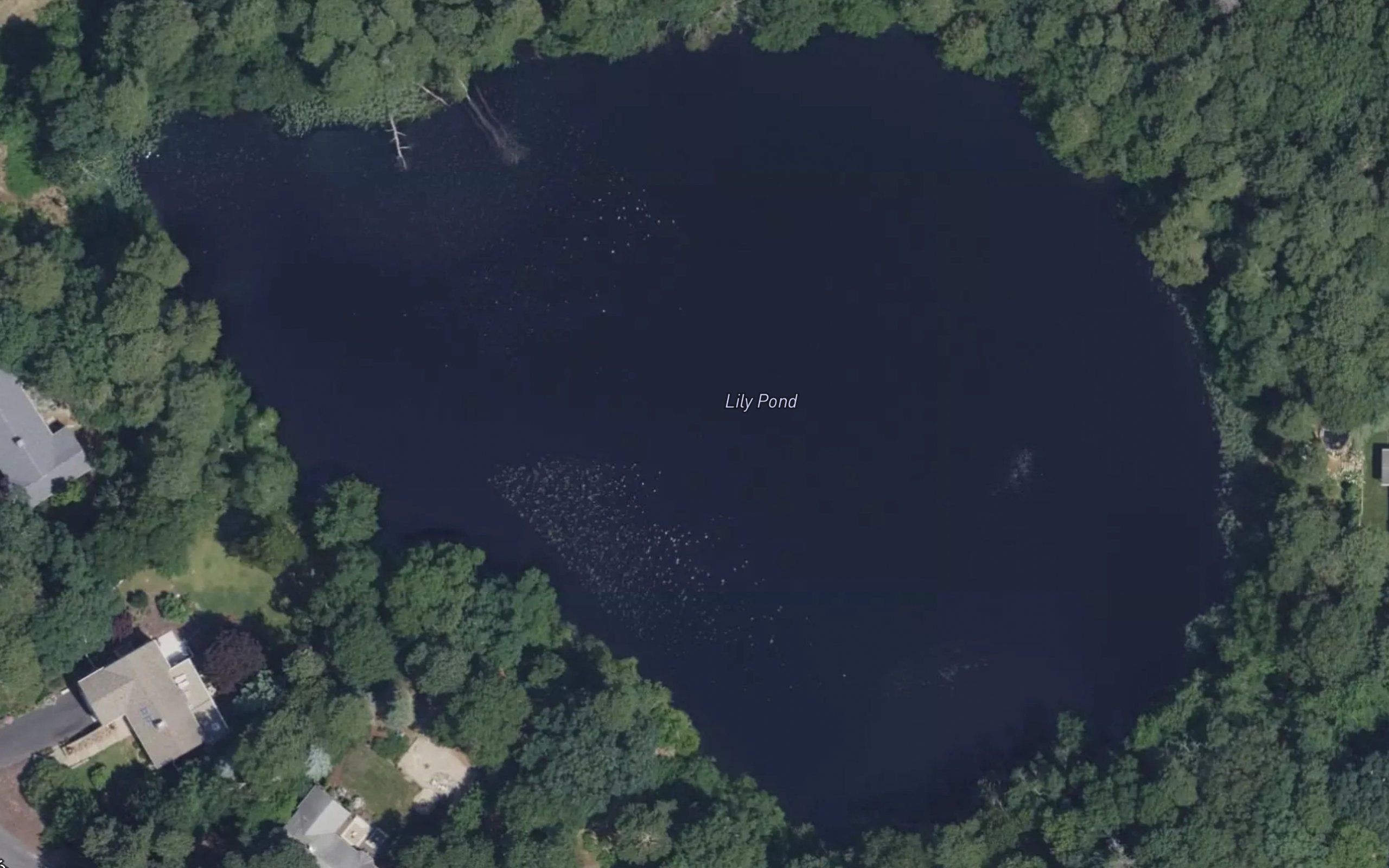 Lily Pond