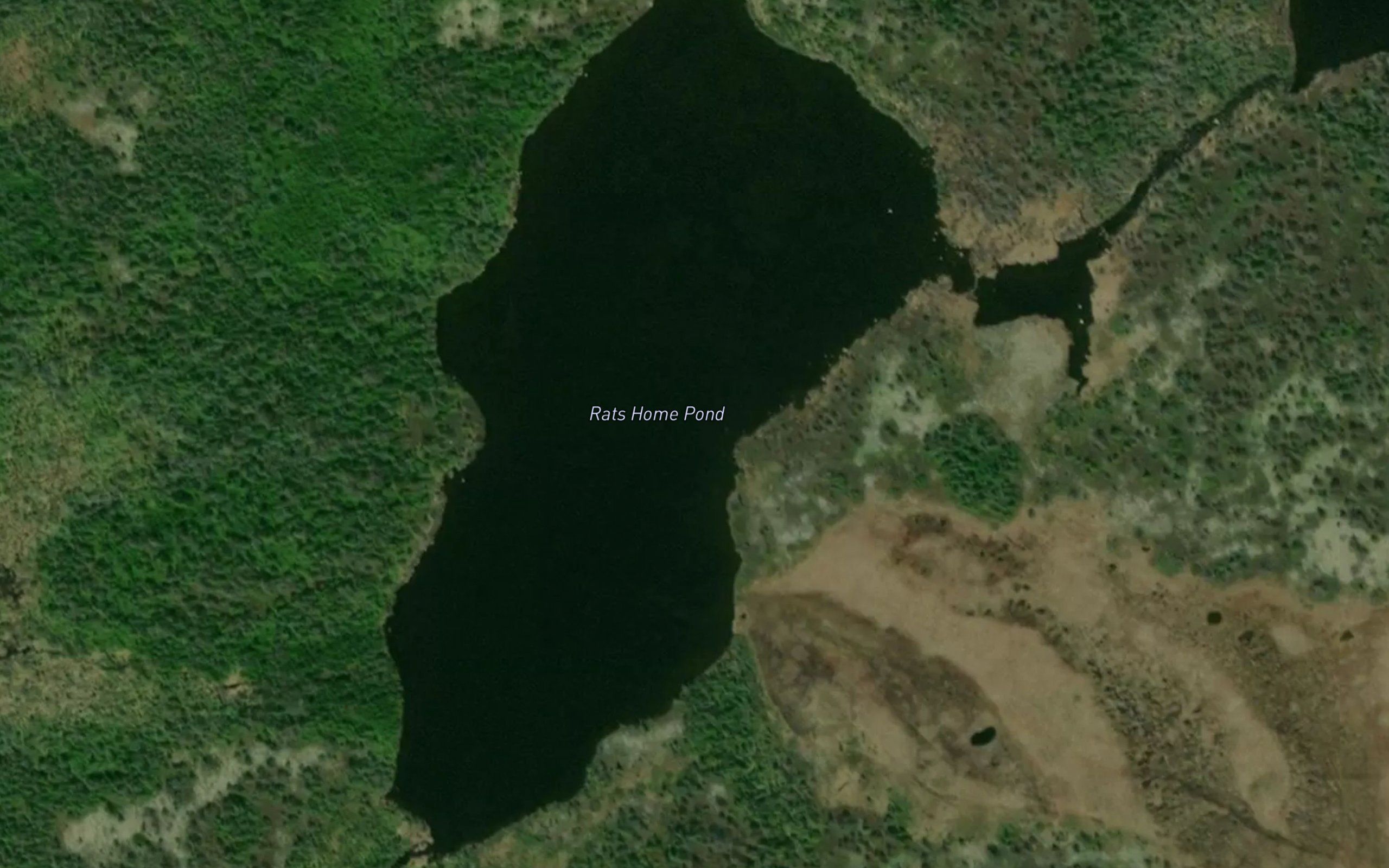 Rats Home Pond