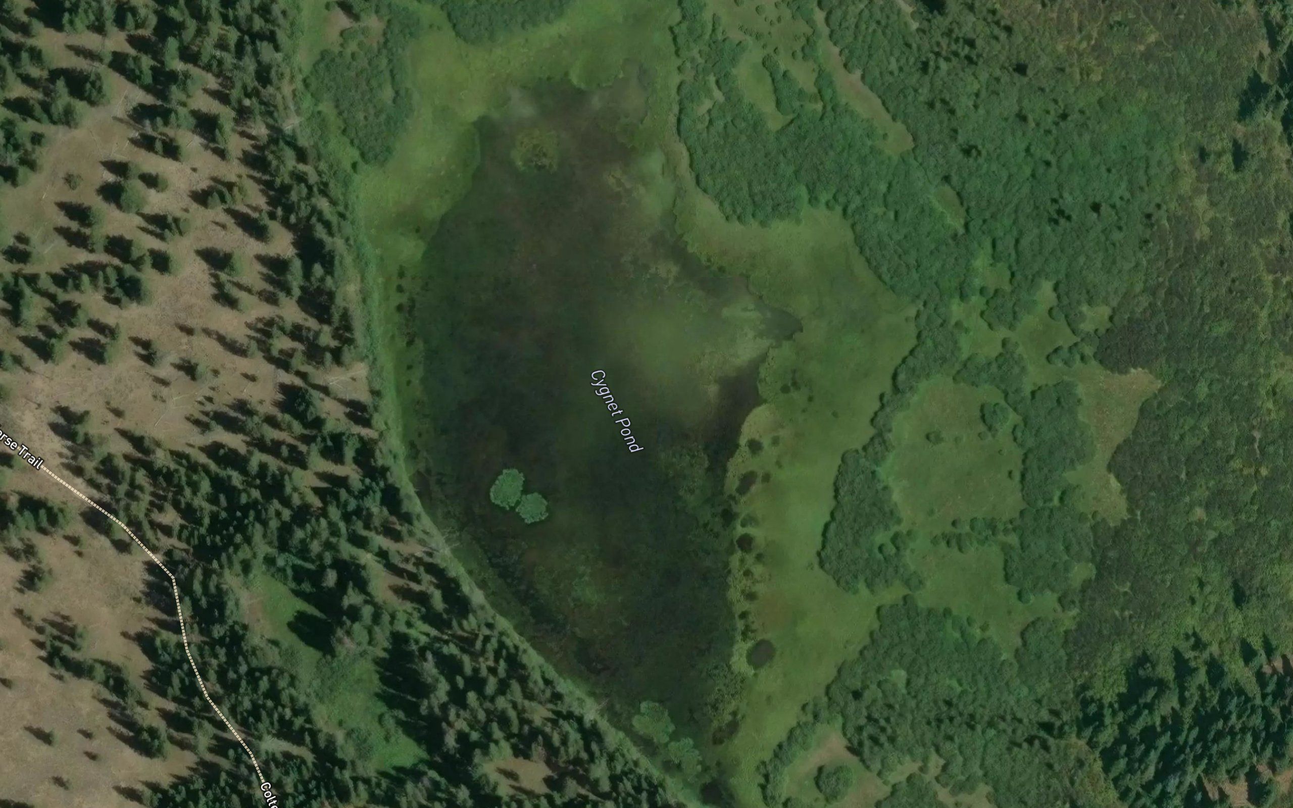 Cygnet Pond
