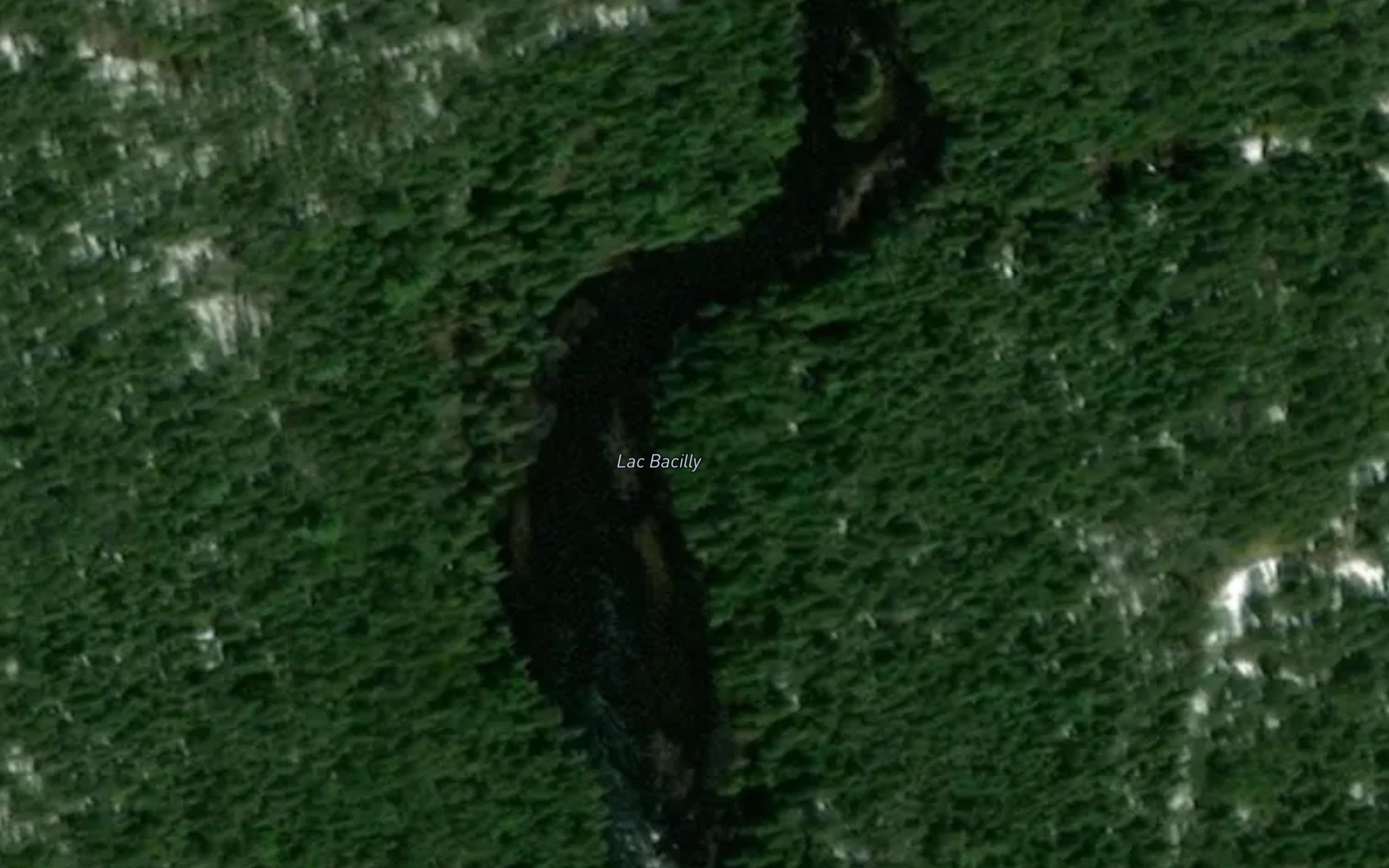 Lac Bacilly