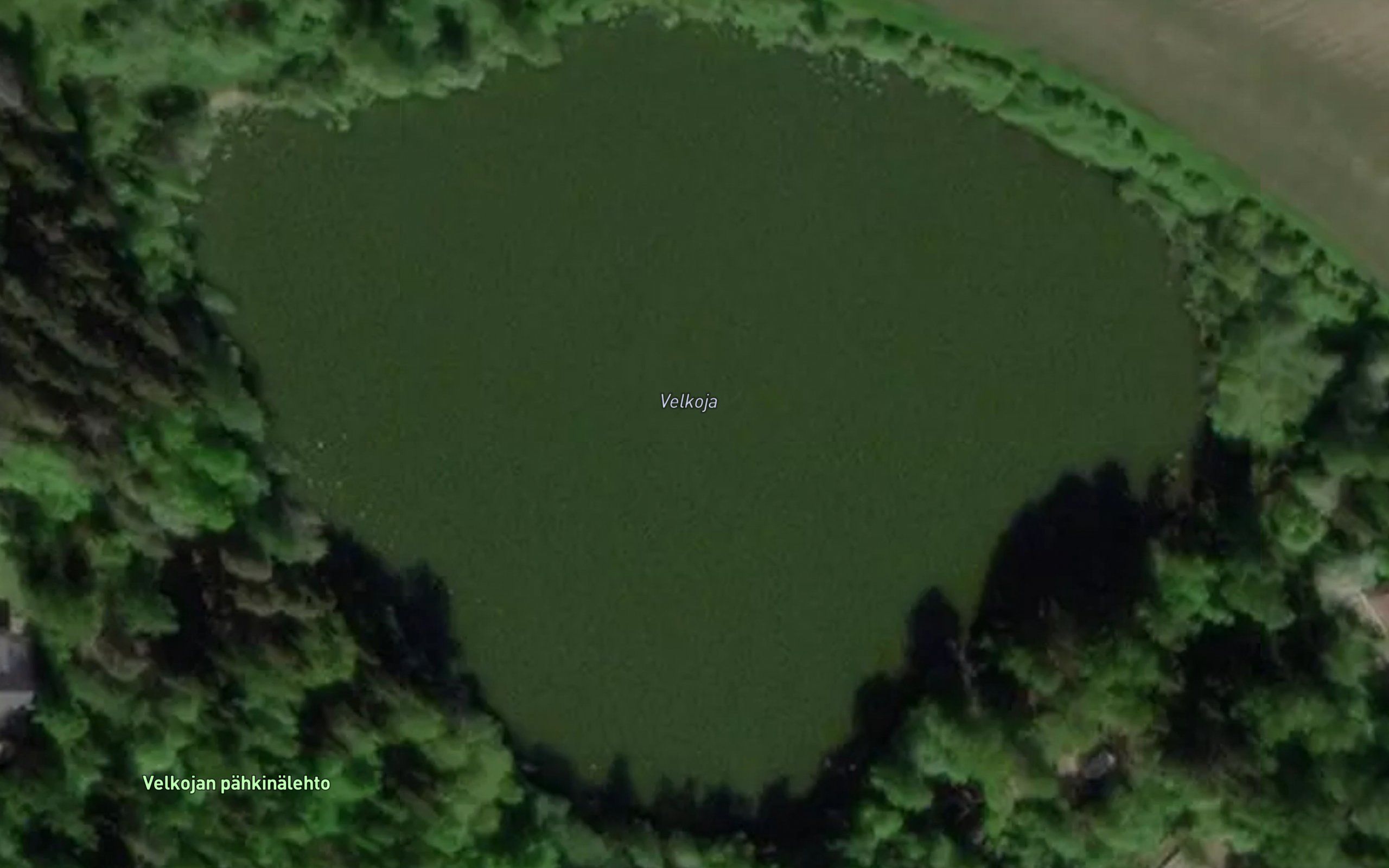 Velkoja