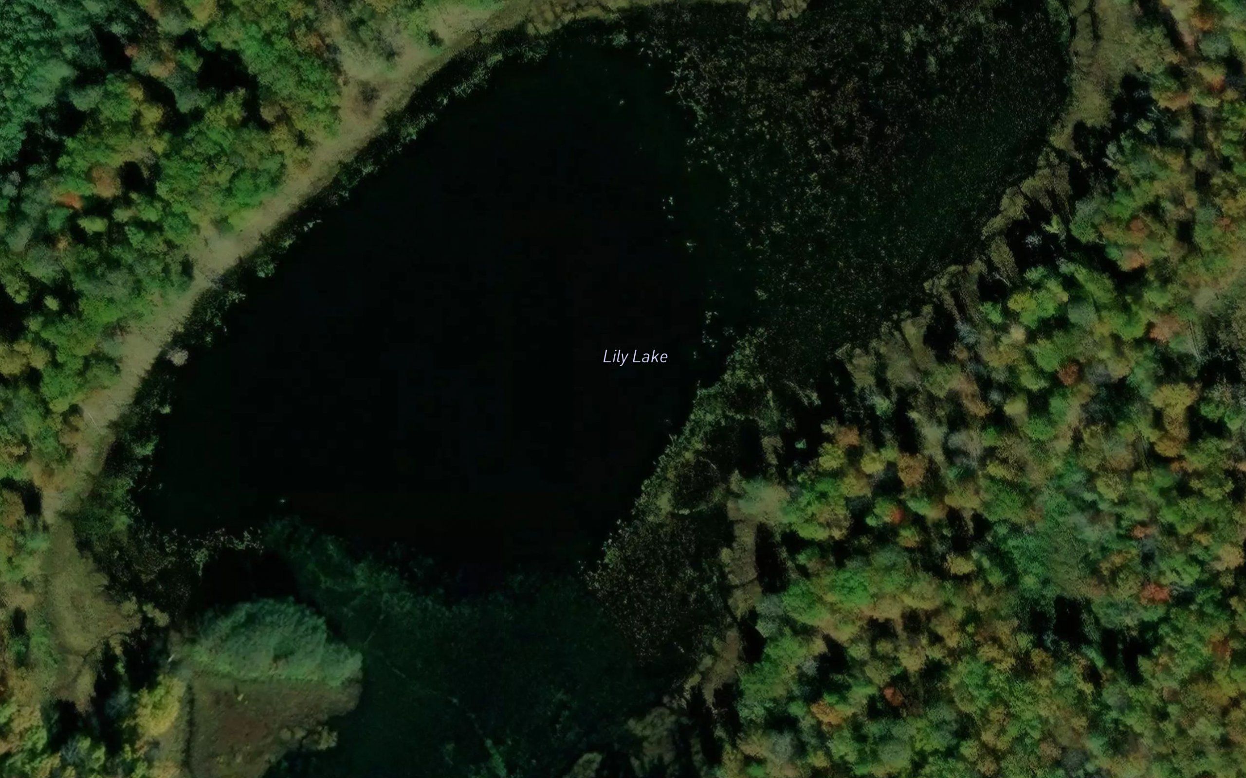 Lily Lake