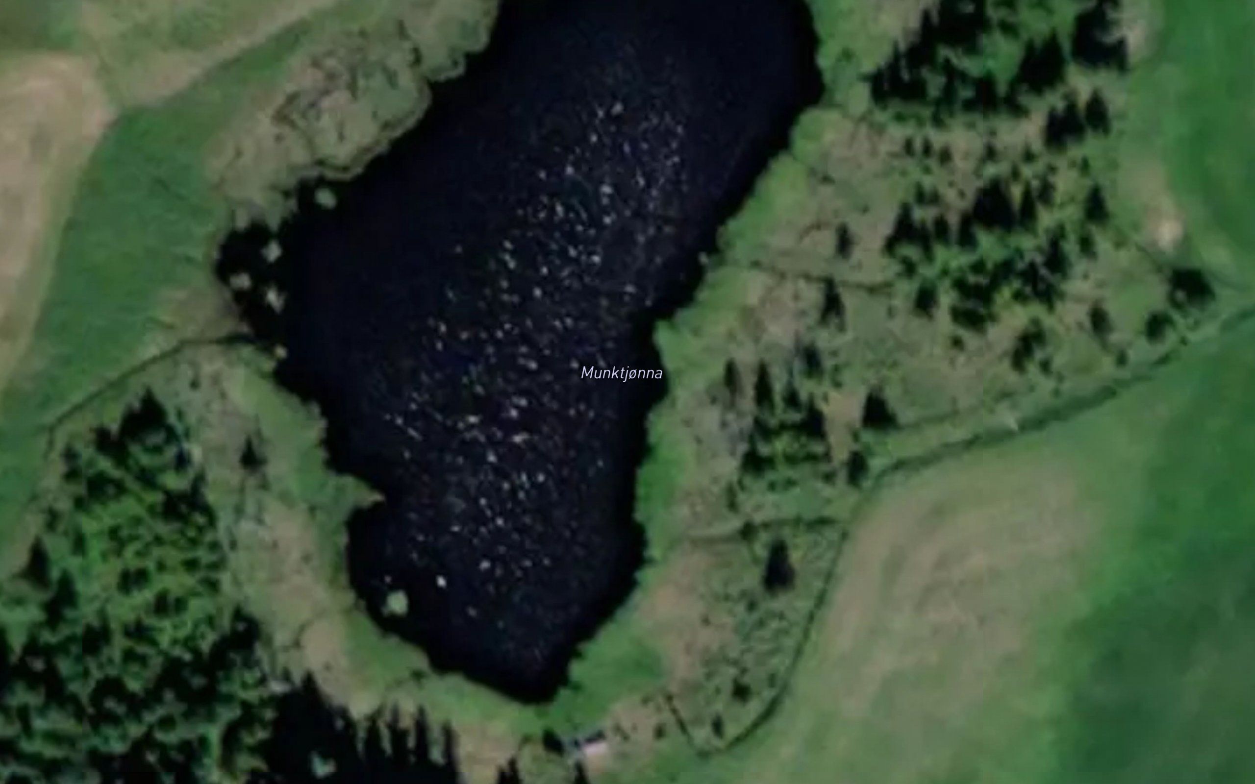 Munktjorna