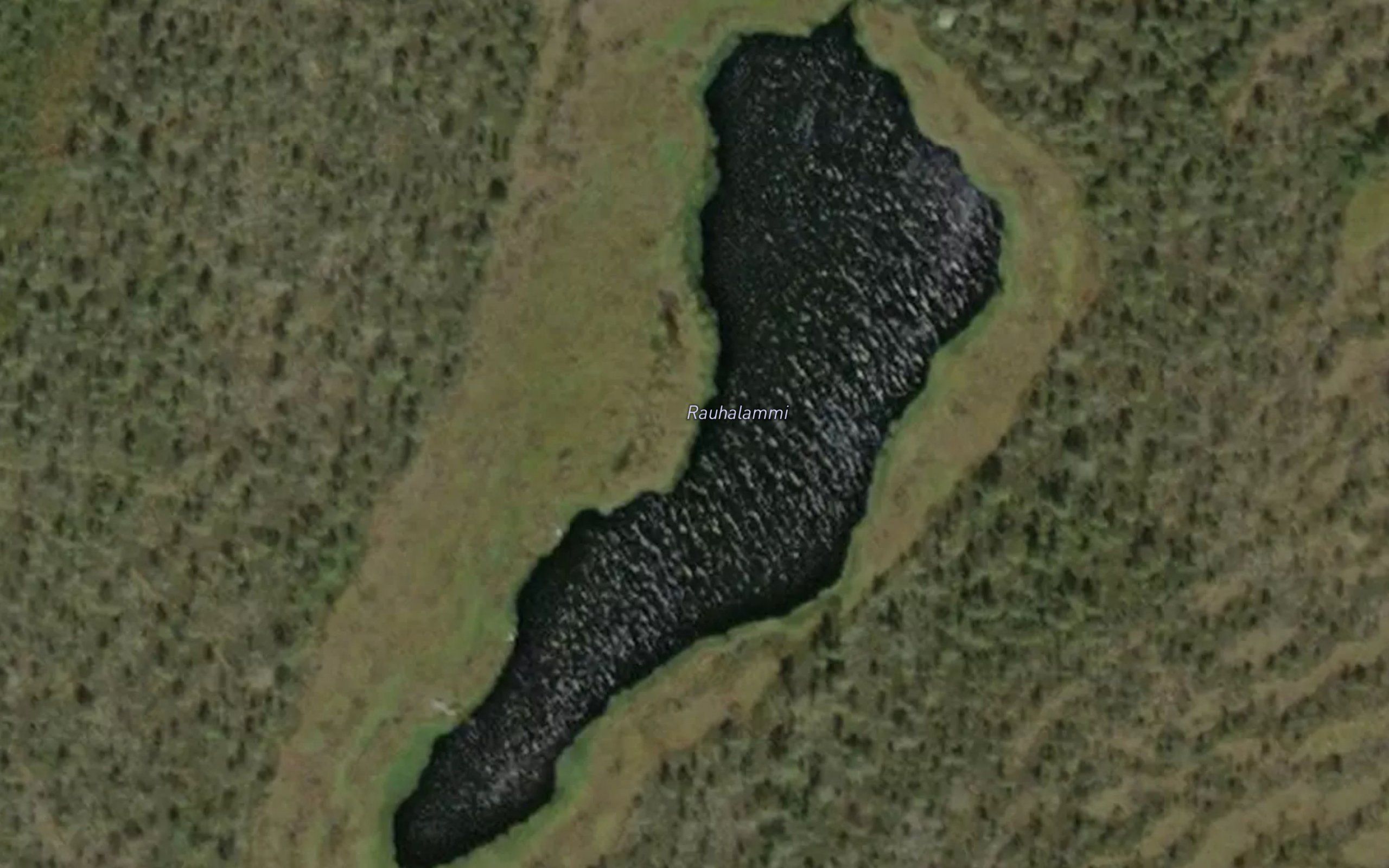 Rauhalammi