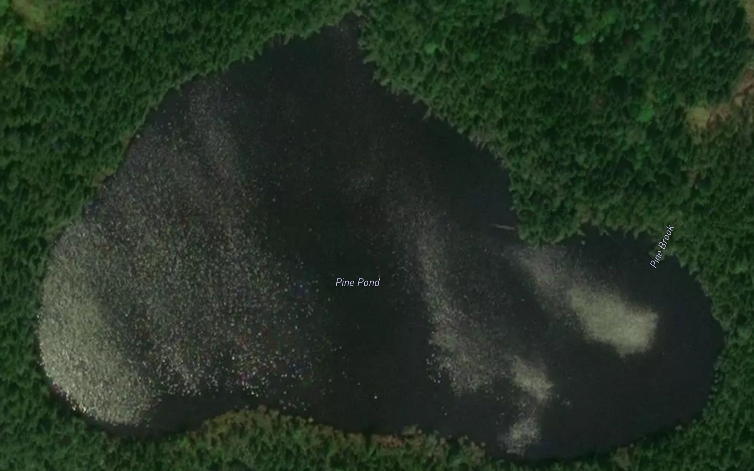 Pine Pond