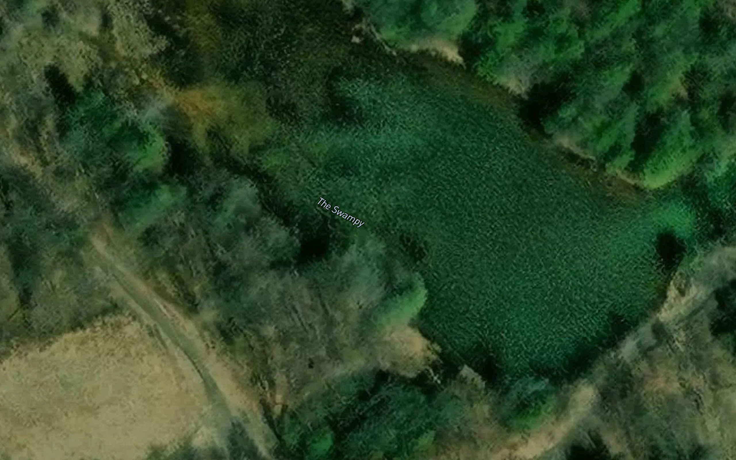 The Swampy