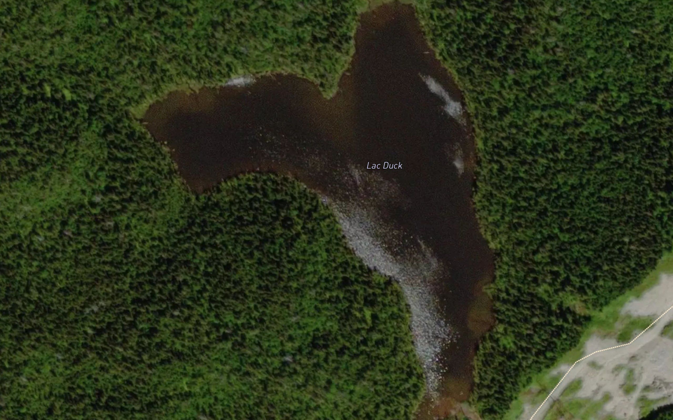 Lac Duck