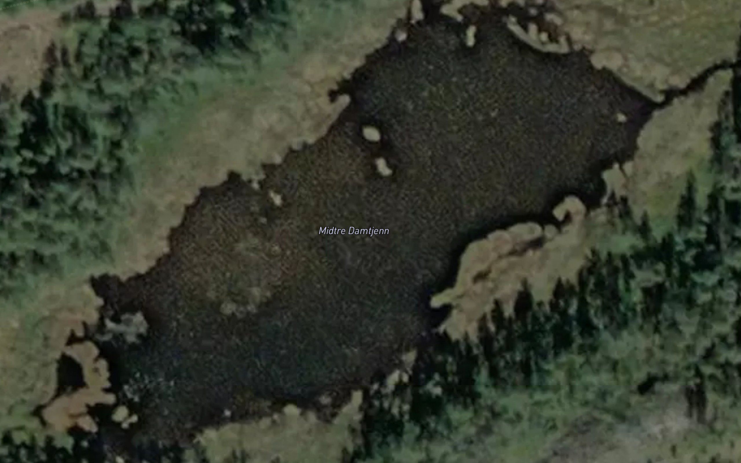 Damtjerna