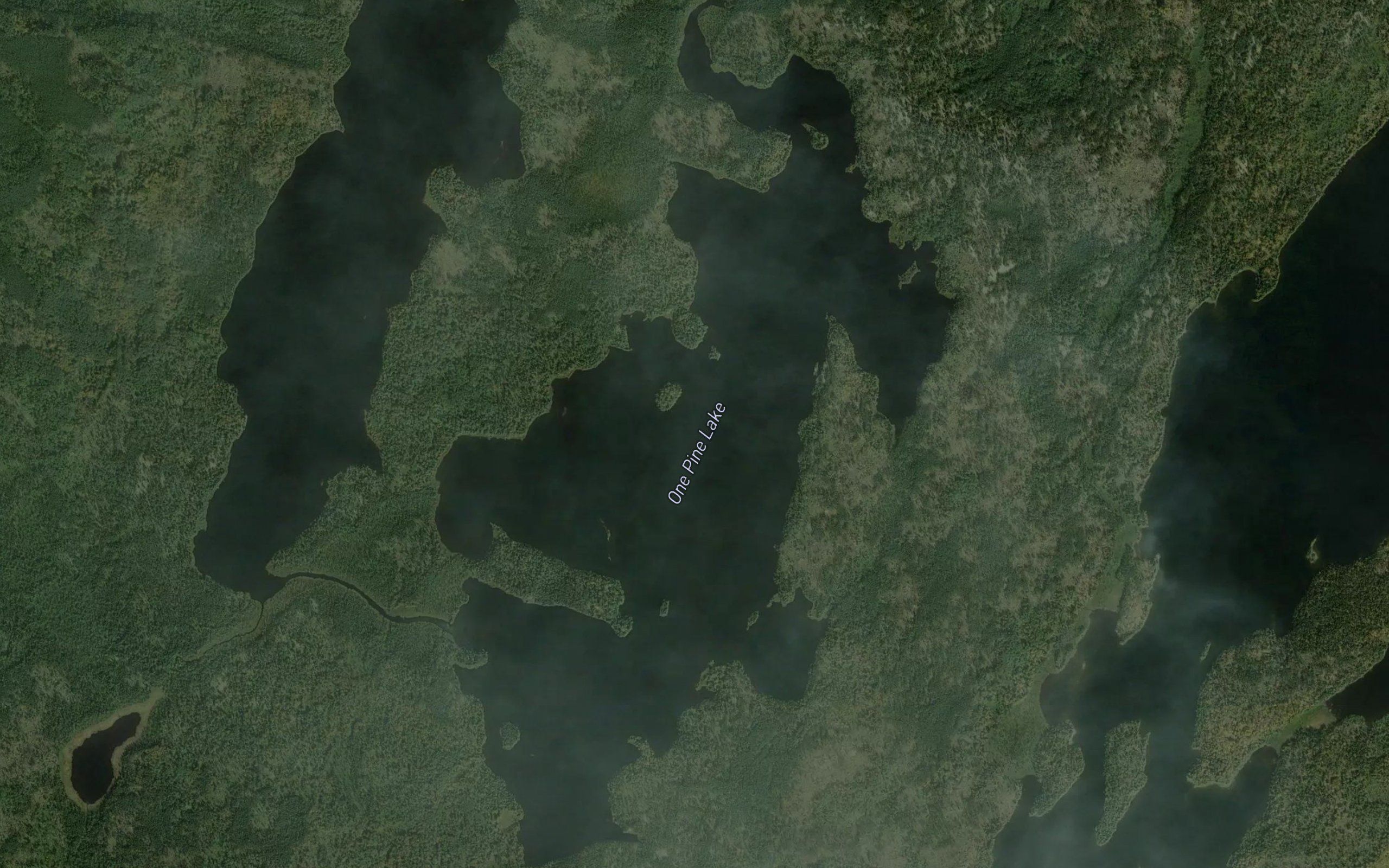 One Pine Lake