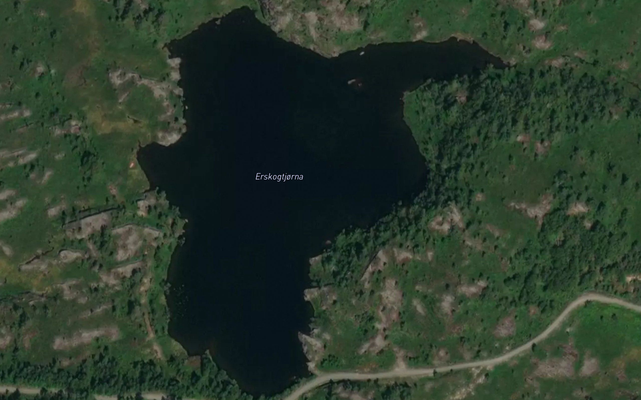 Erskogtjorni