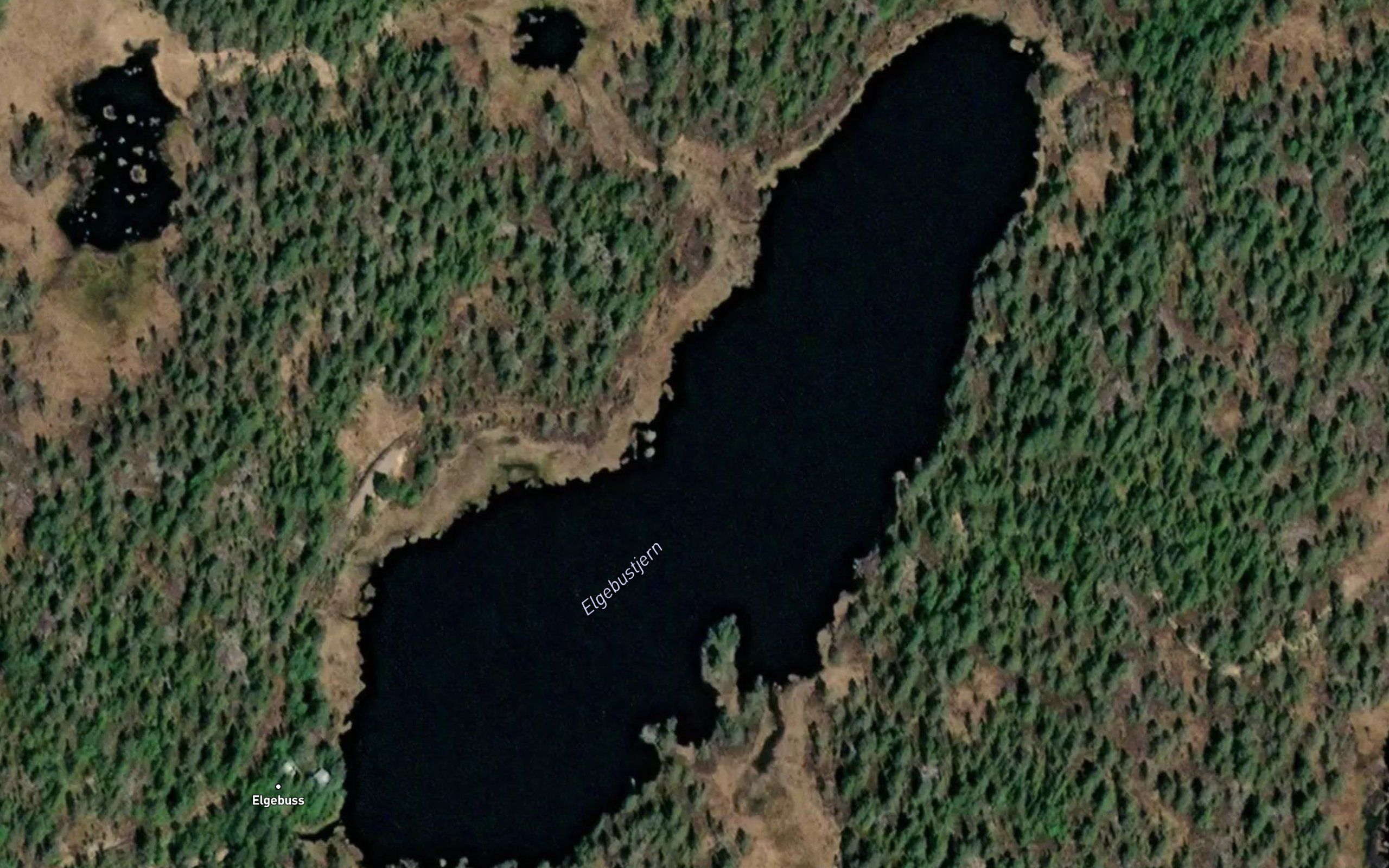 Elgebustjern