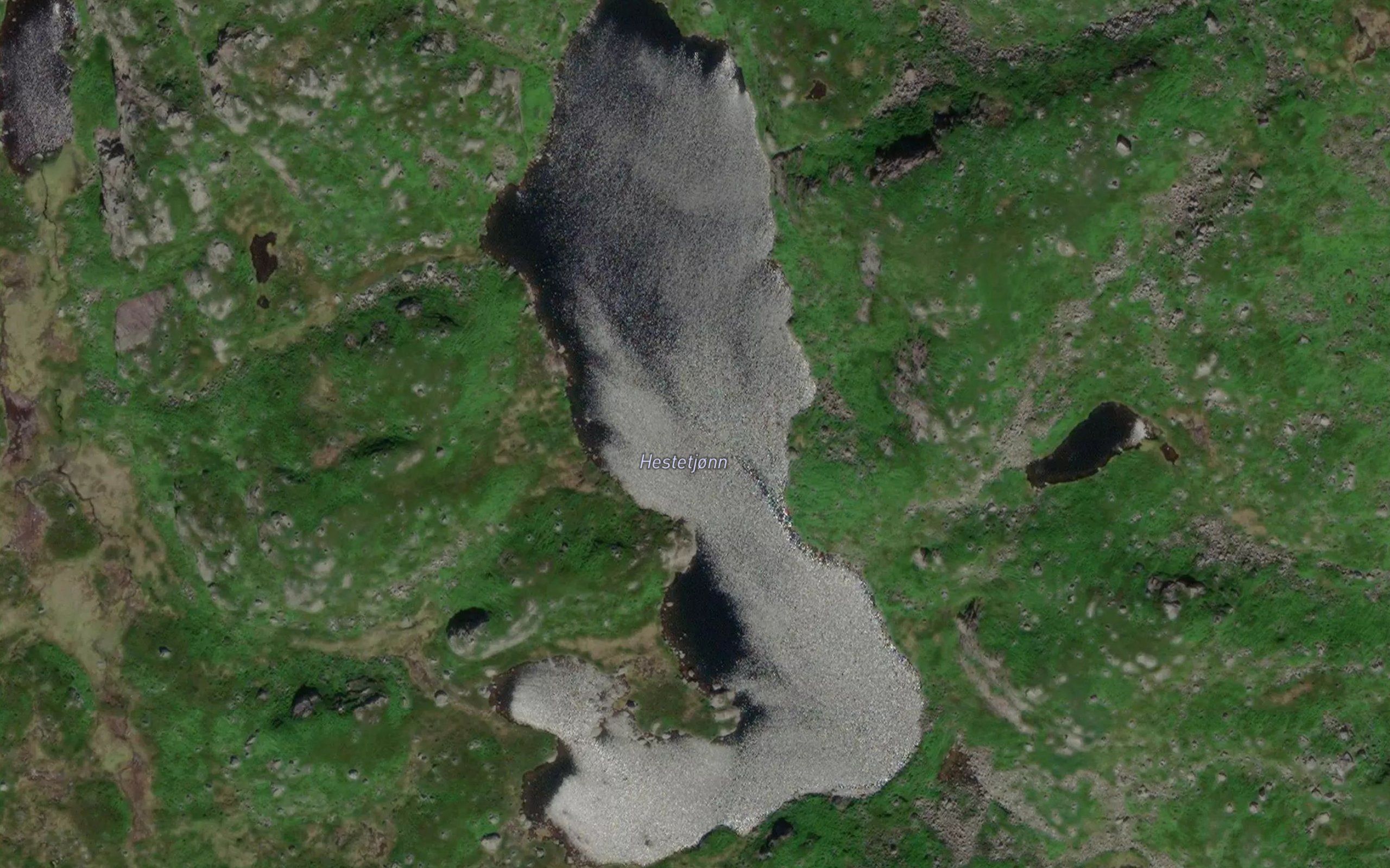 Hestetjorni