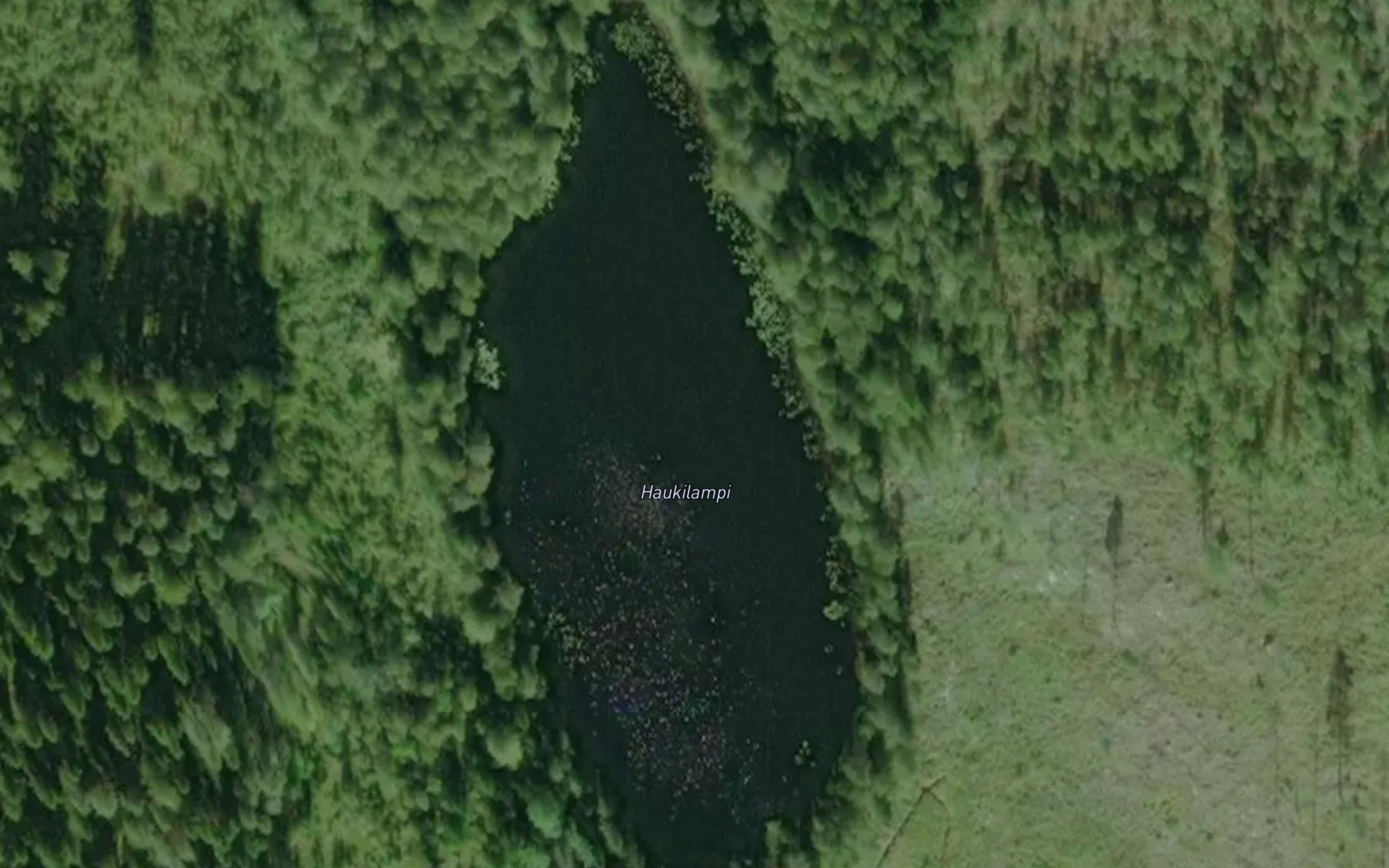 Haukilampi