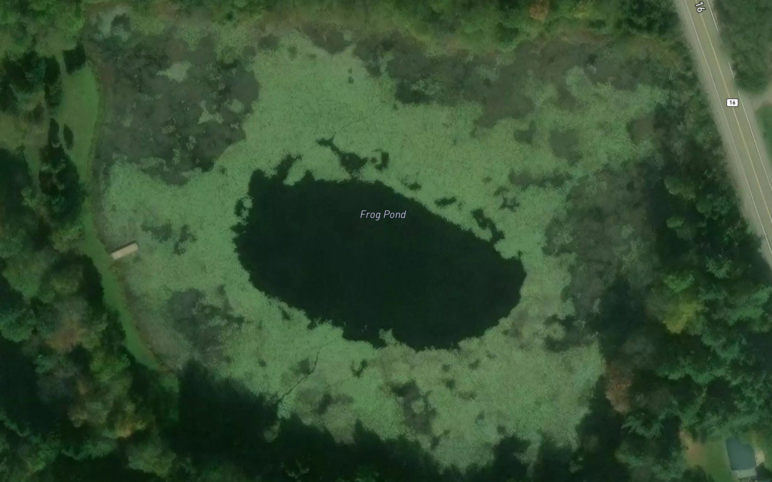 Frog Pond