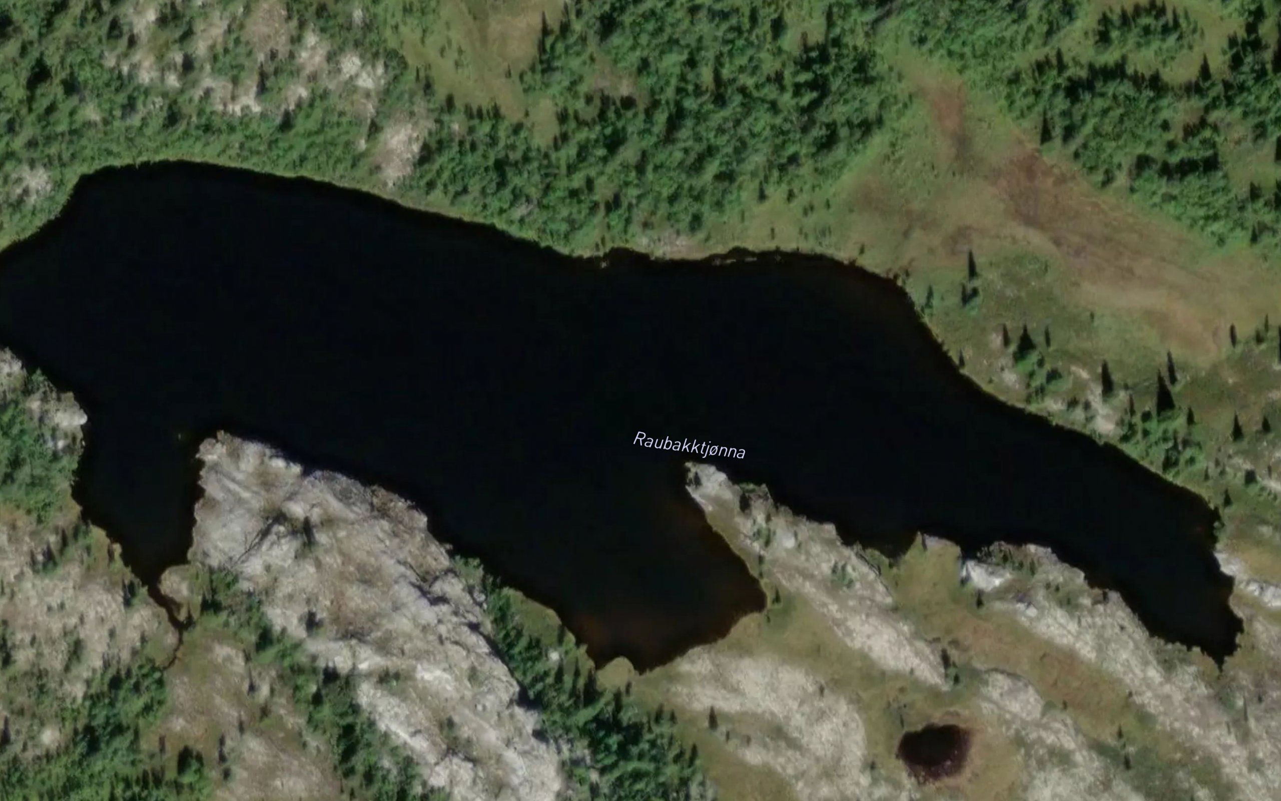 Raudbakktjorna