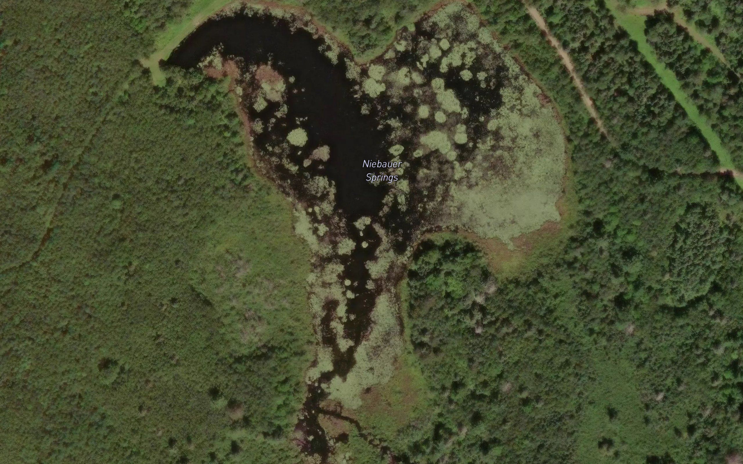 Niebauer Springs