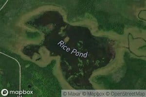 Rice Pond