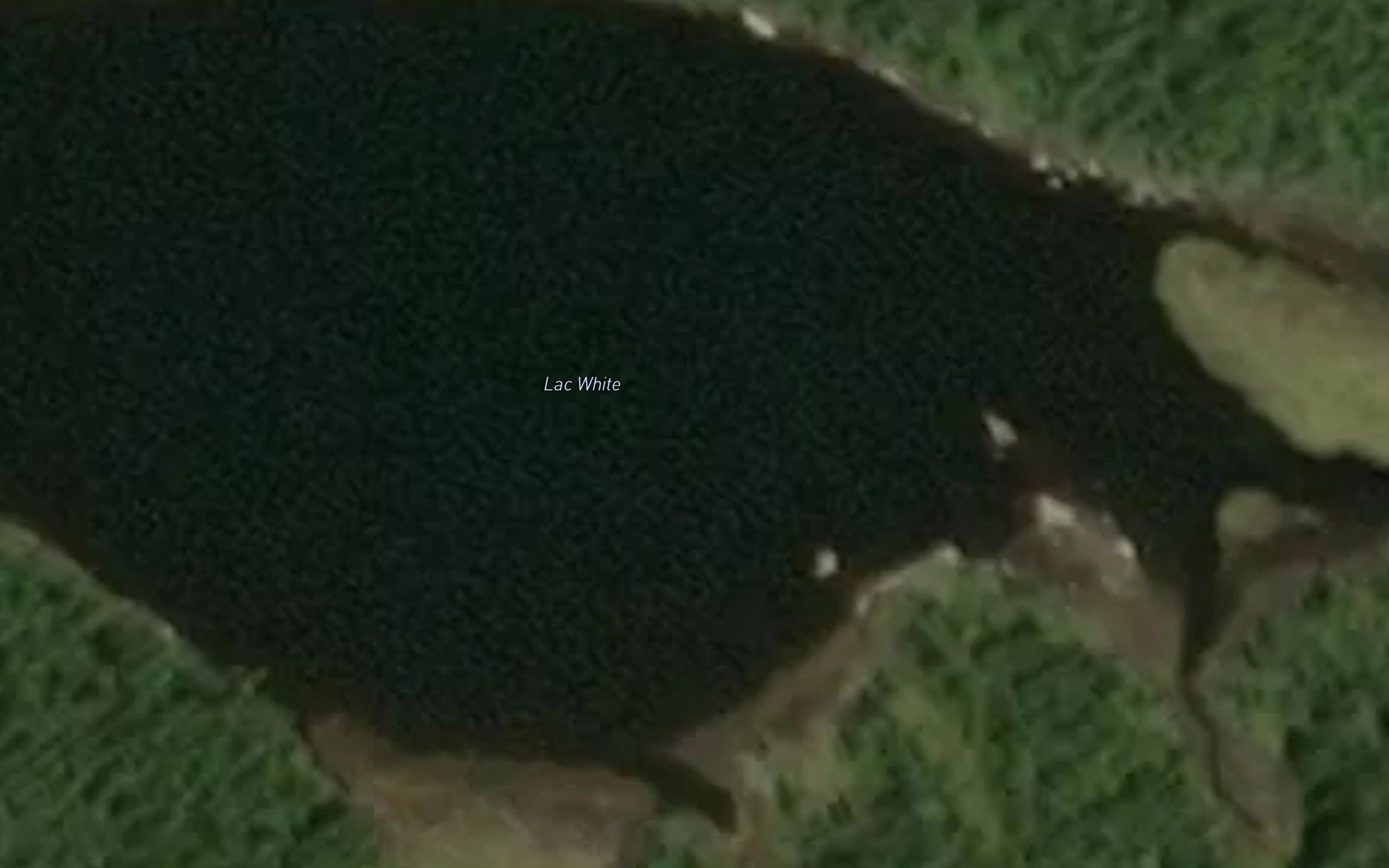 Lac White