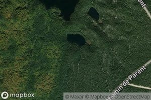 Lac Spruce