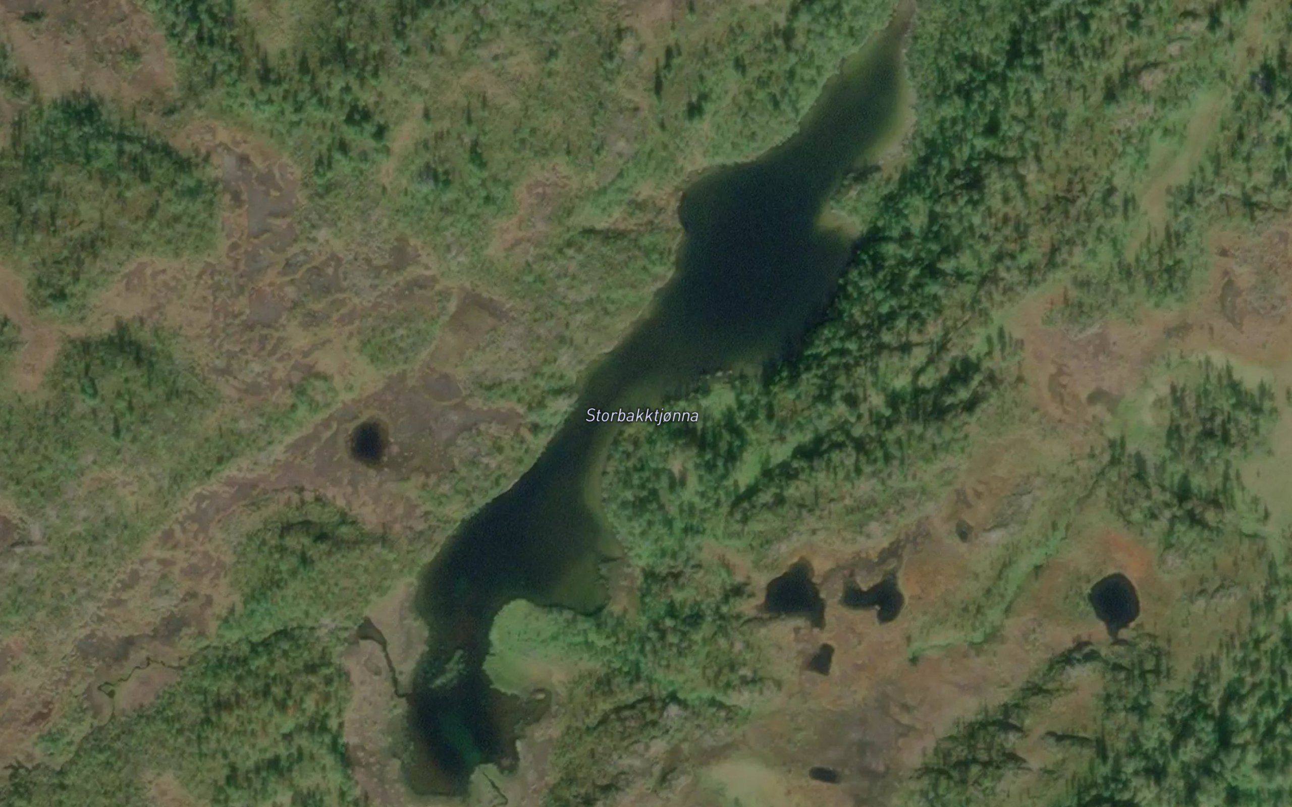 Storbakktjorna