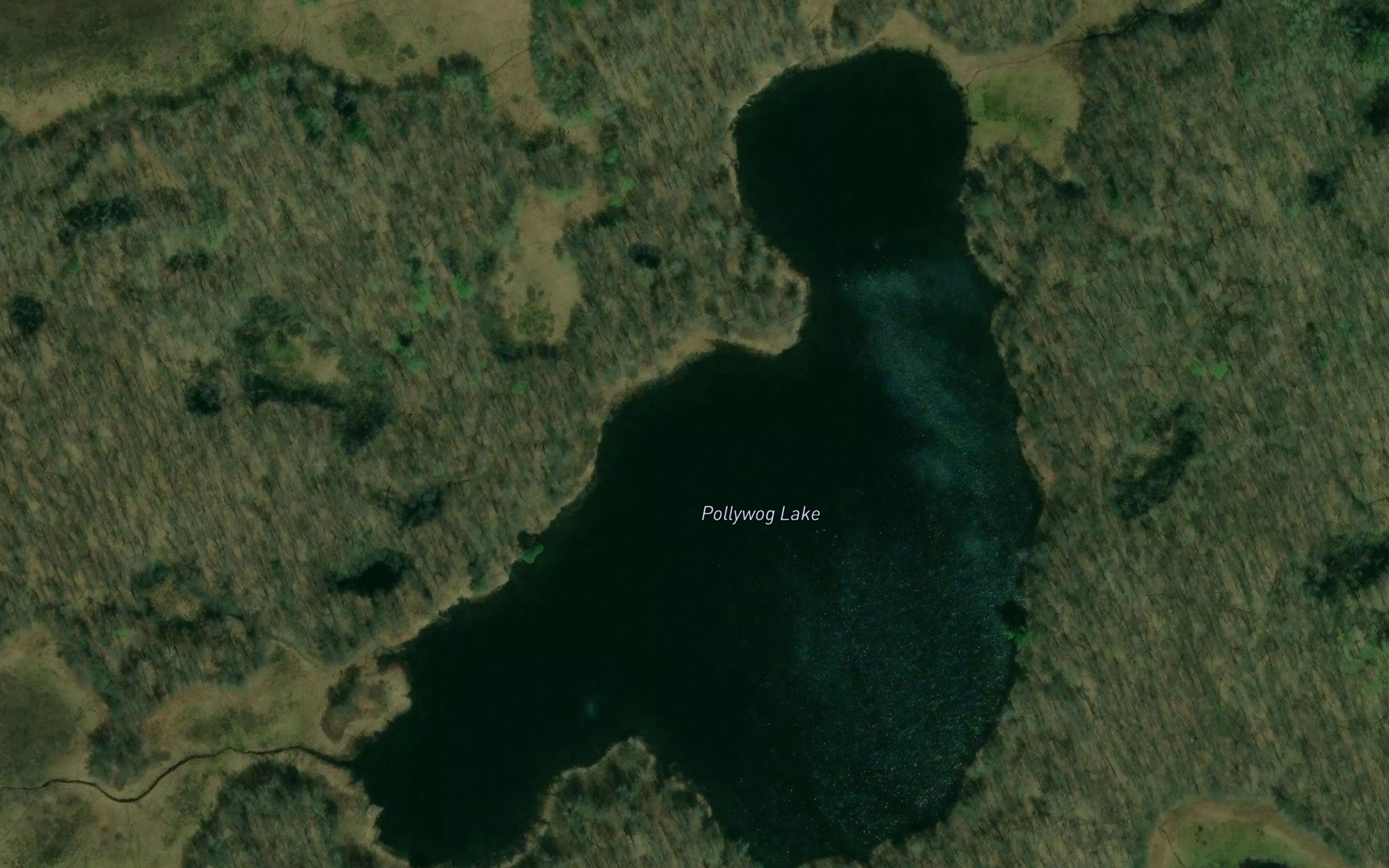 Pollywog Lake