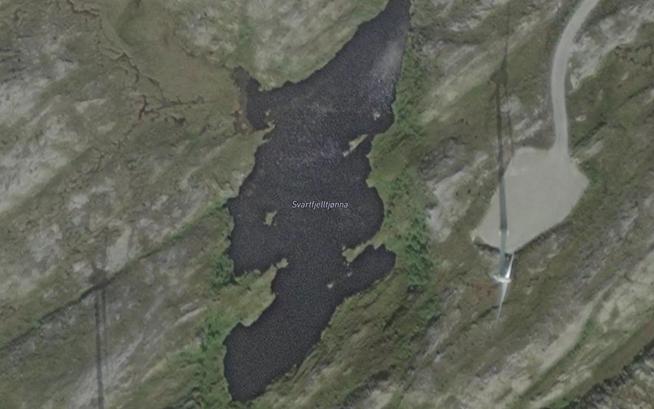 Svartfjelltjorna