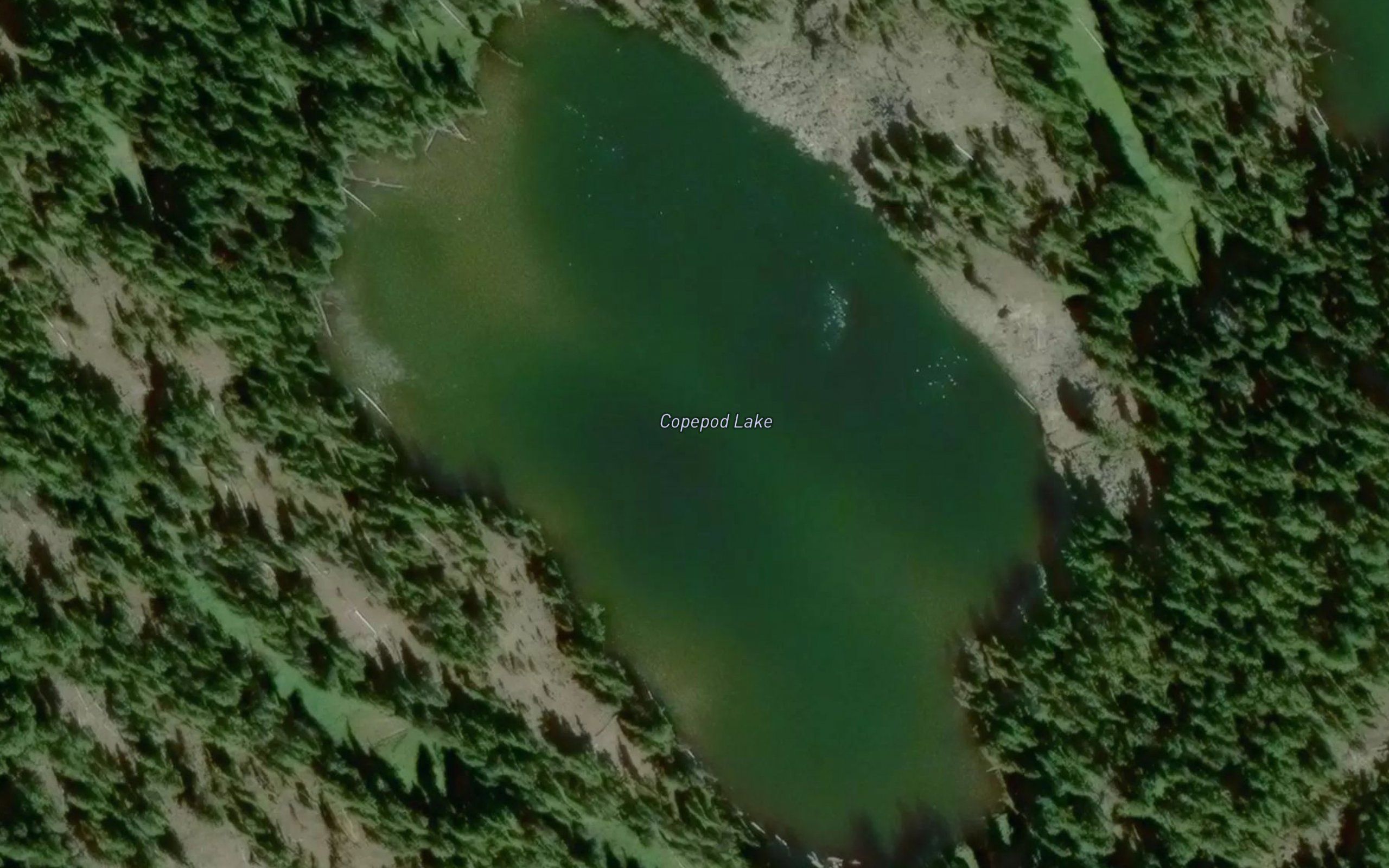 Copepod Lake