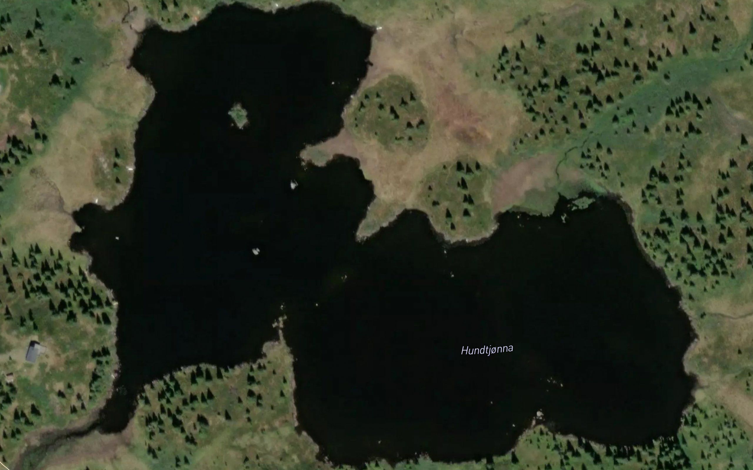 Hundtjorna