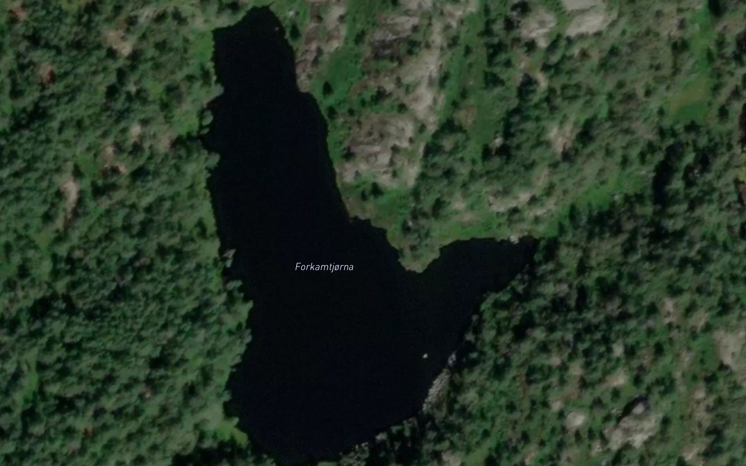 Forkamtjorna