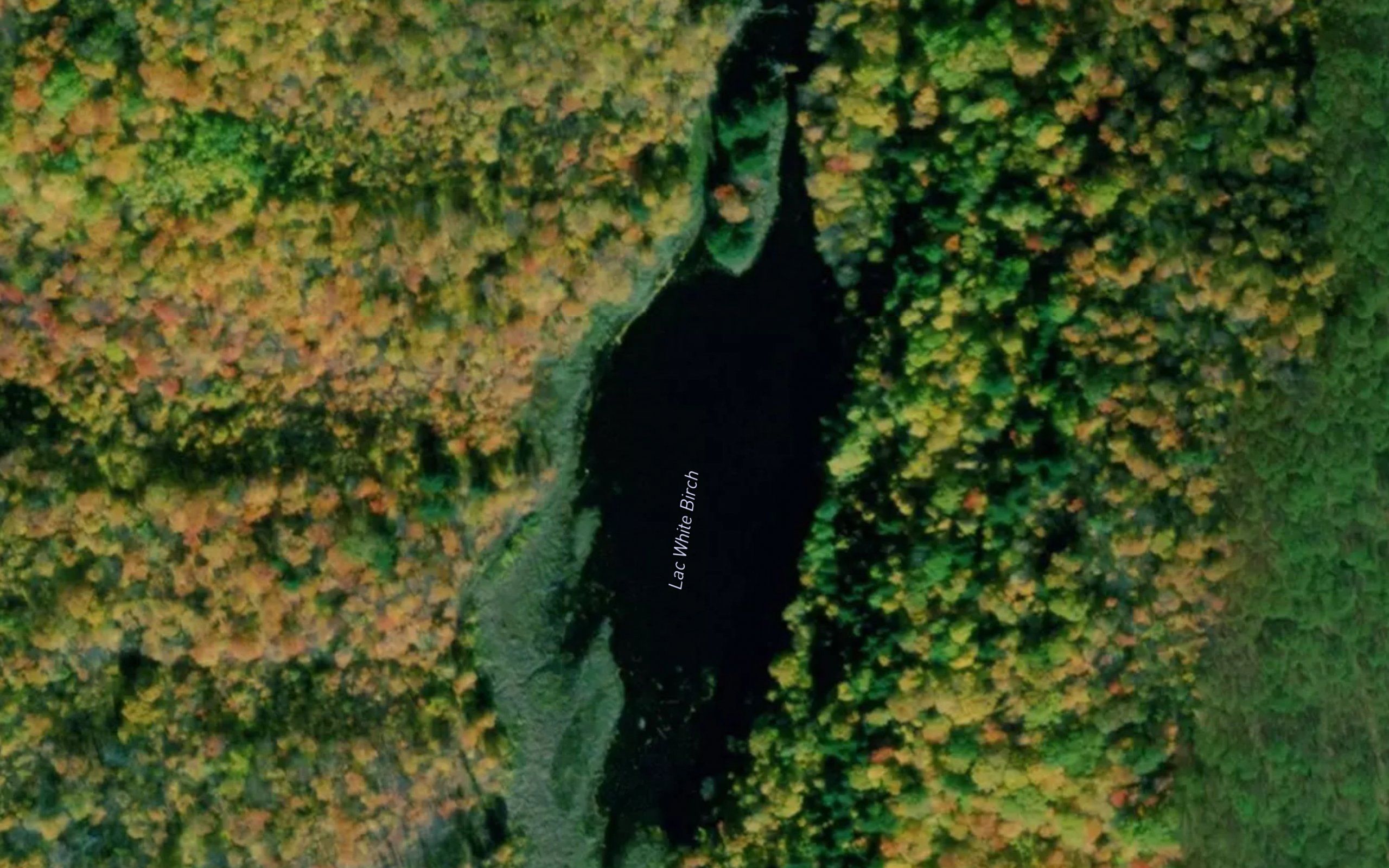Lac White Birch