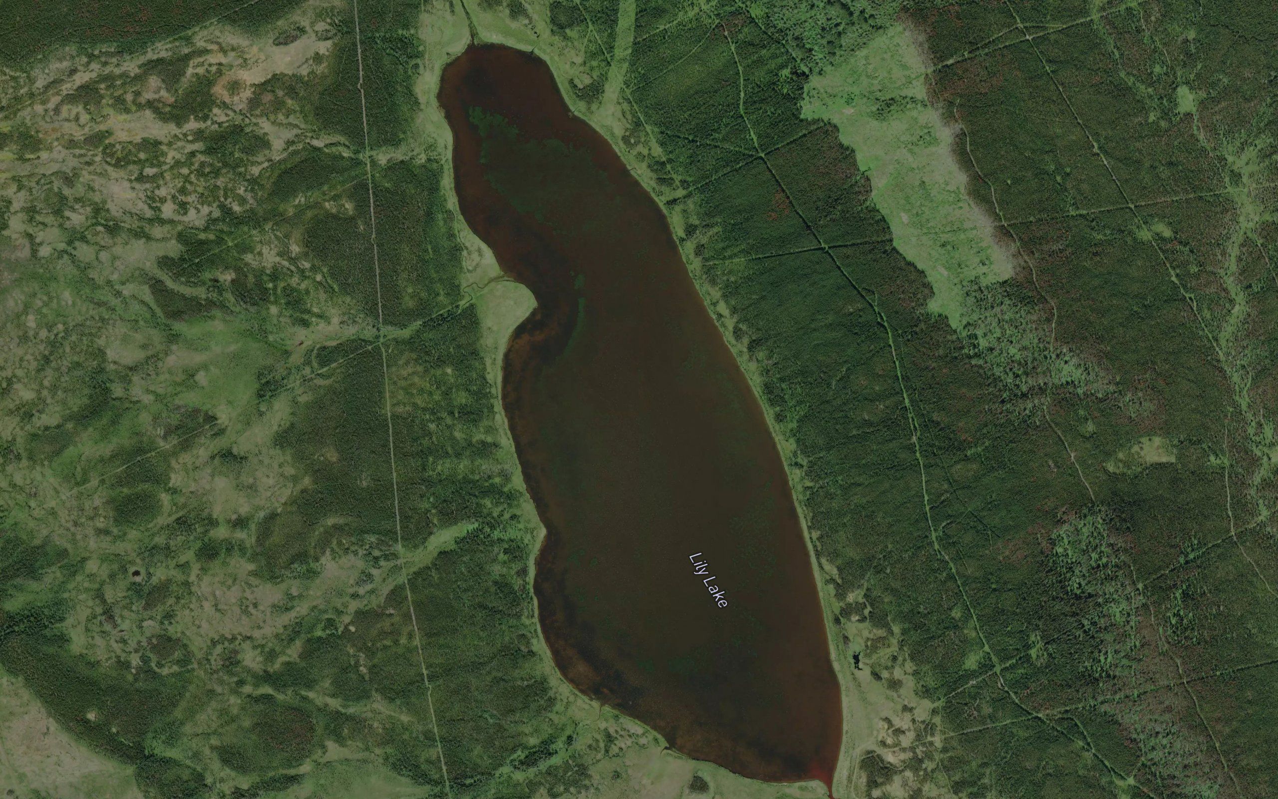Lily Lake