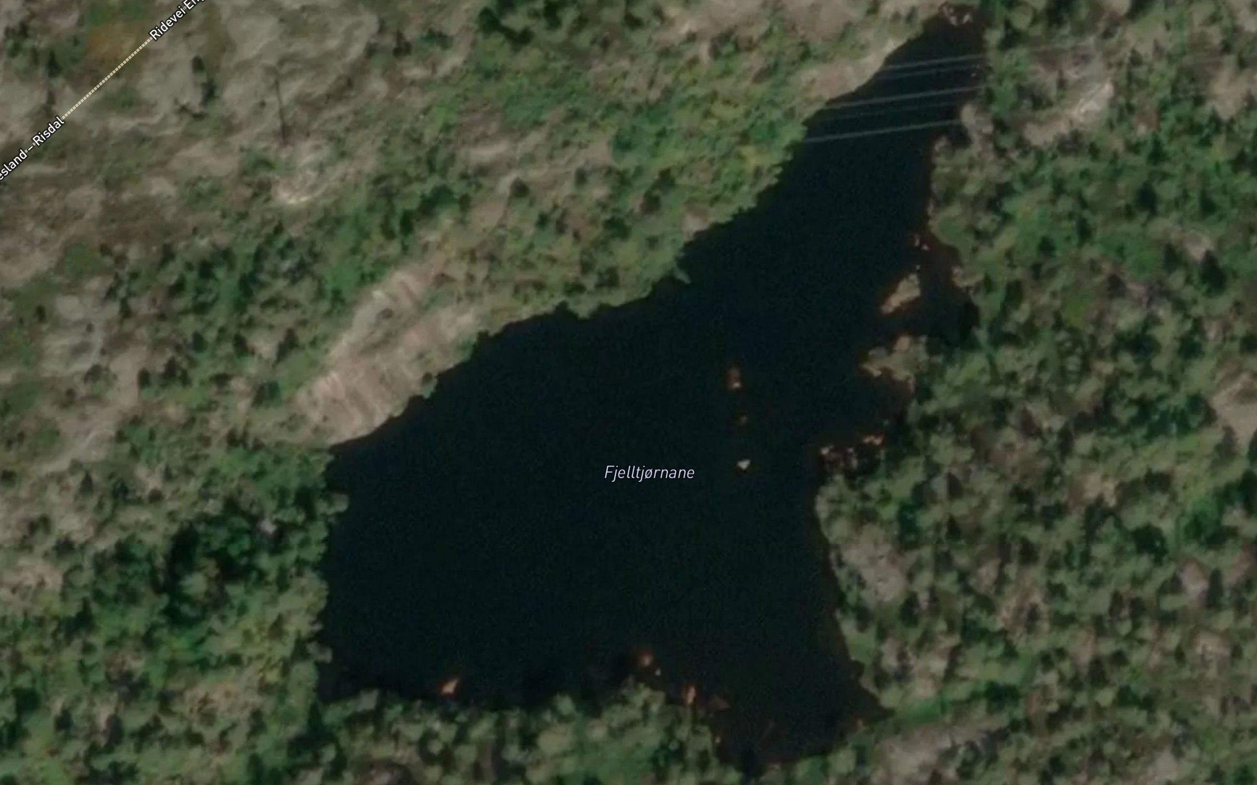 Fjelltjornane