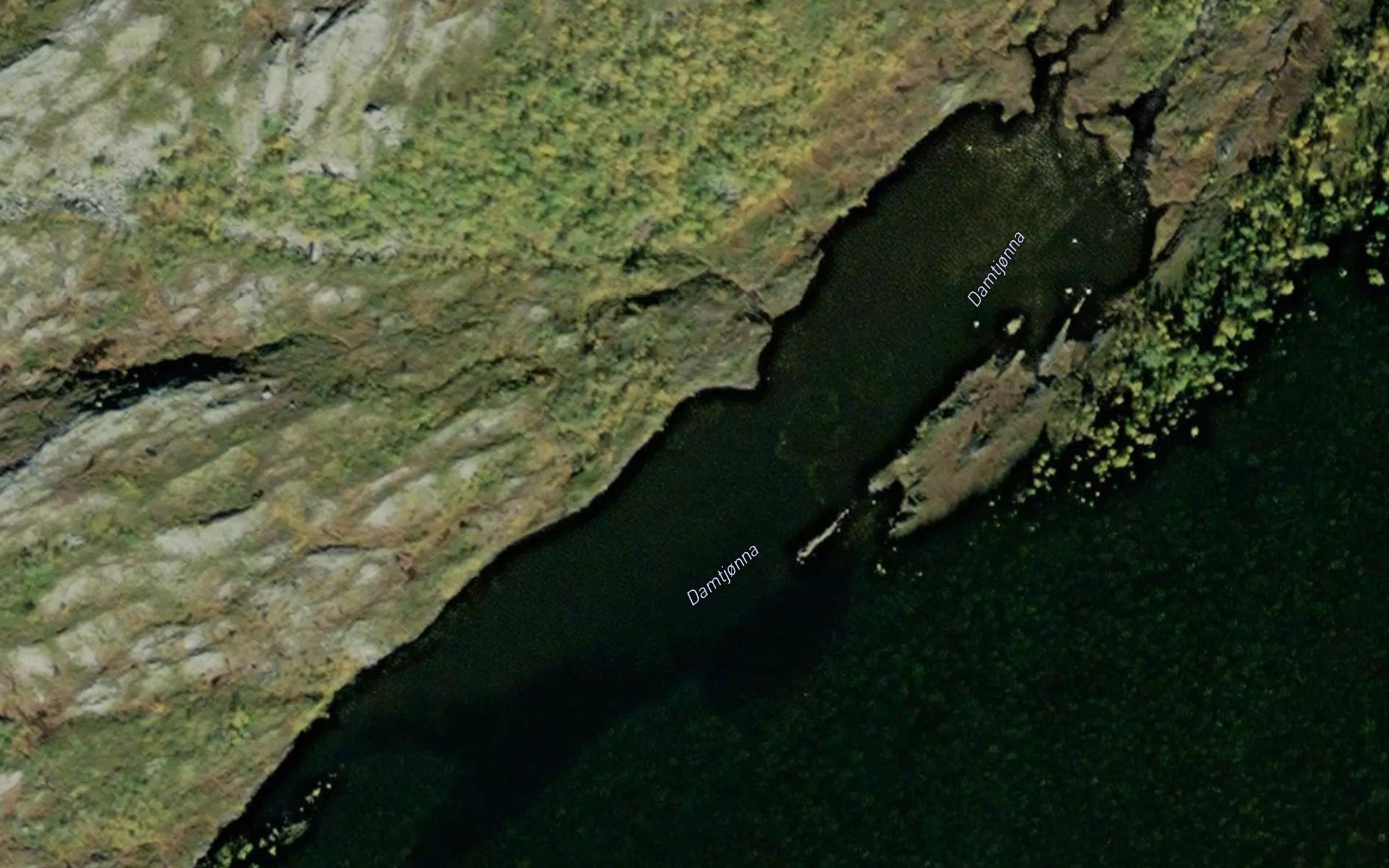 Damtjorna